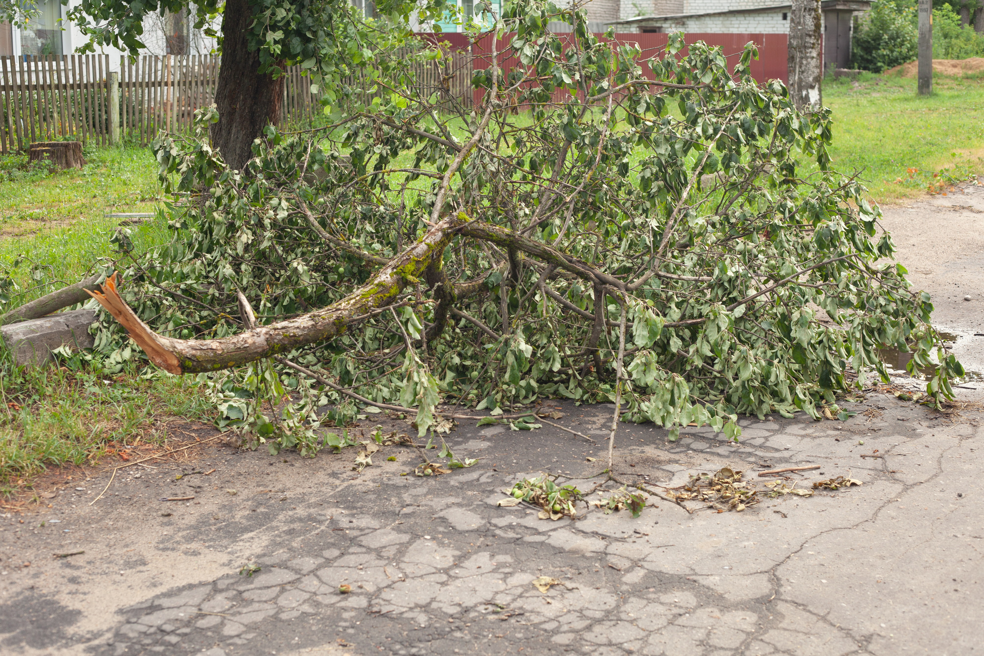 Fallen tree branch blocking a sidewalk next to a road