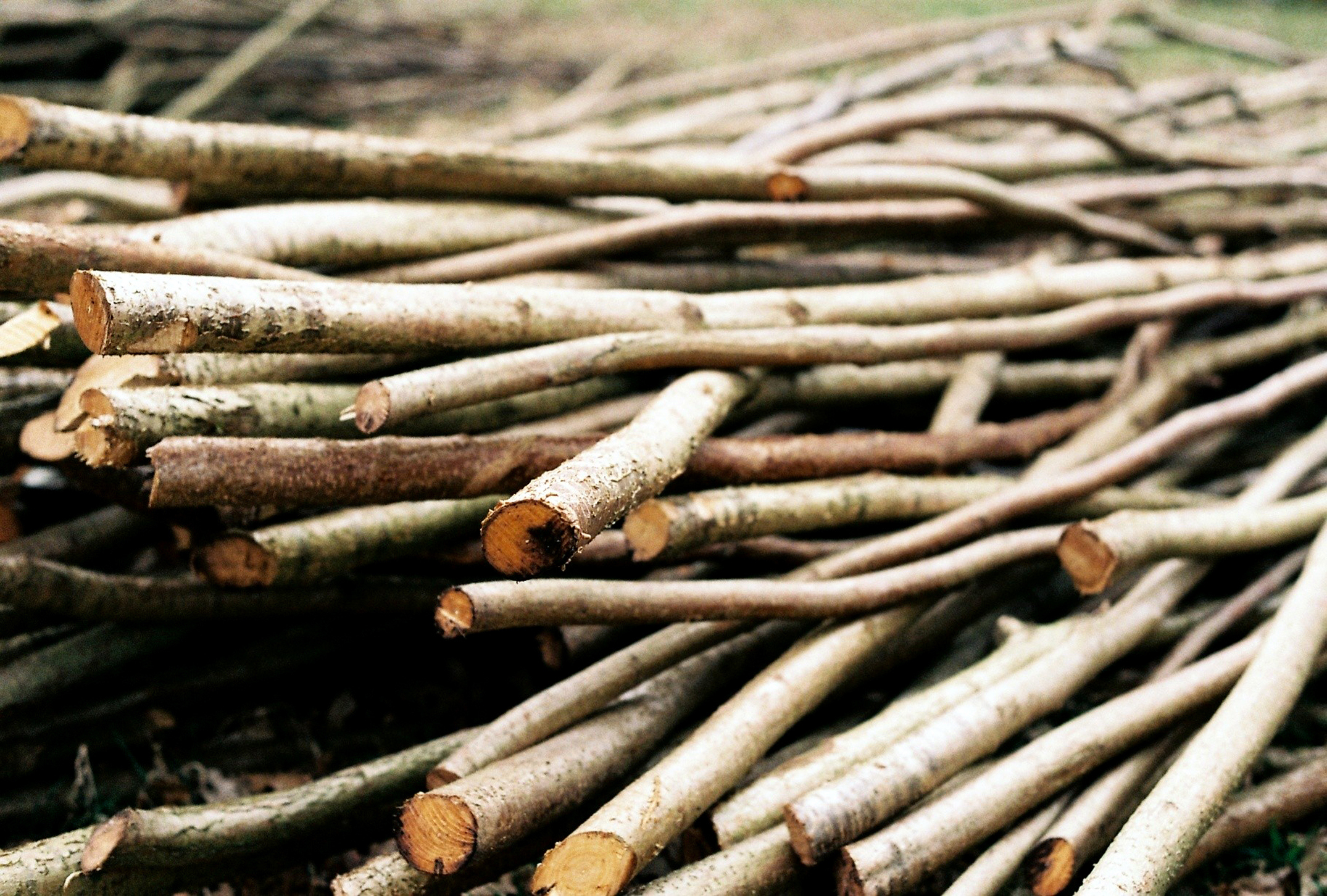 Pile of freshly cut tree branches arranged haphazardly on the ground