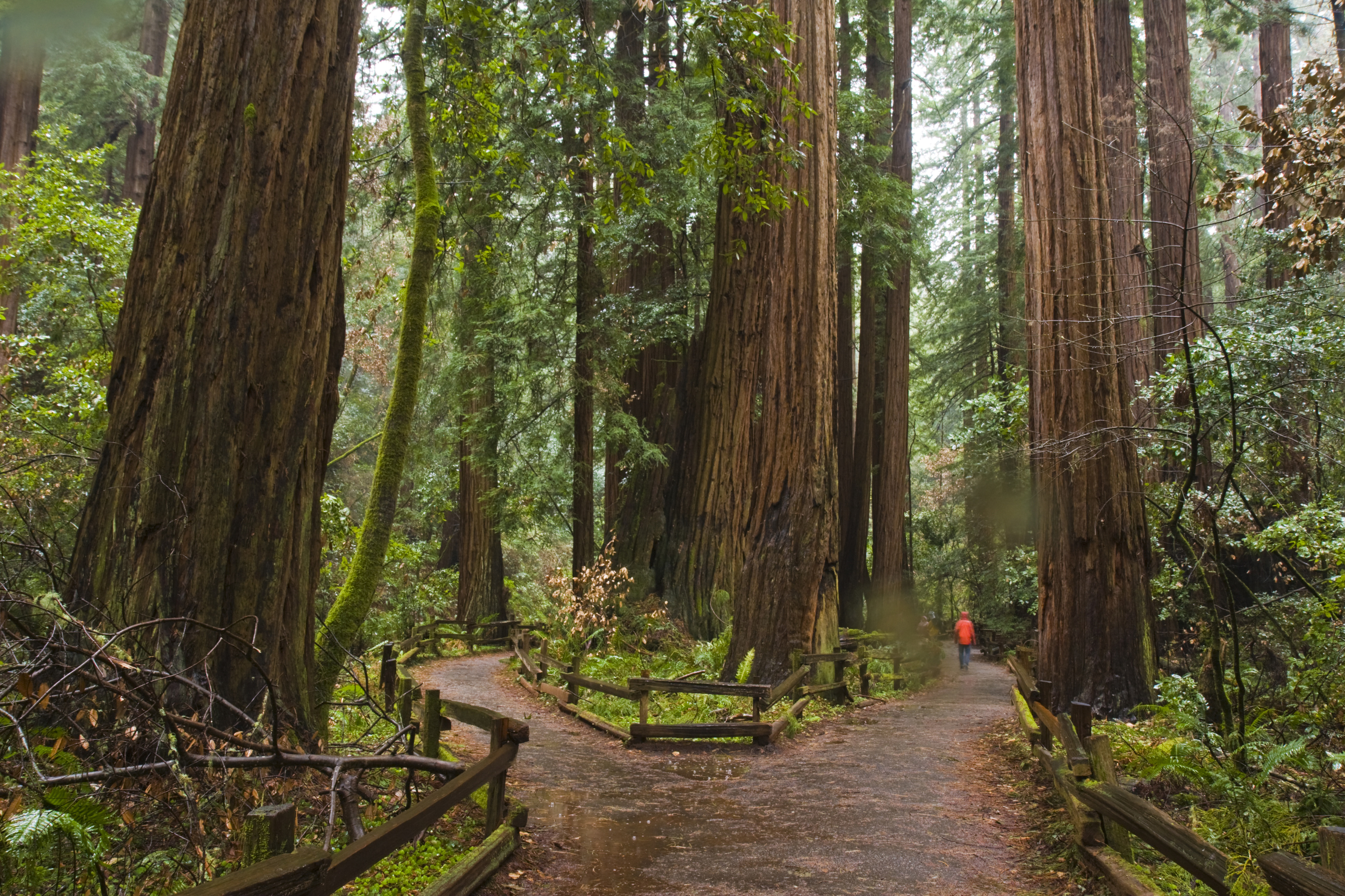 Person walking on a forest trail surrounded by tall trees