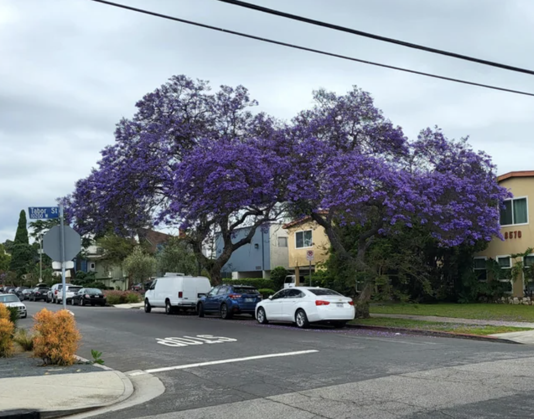 A large Jacaranda tree at an intersection