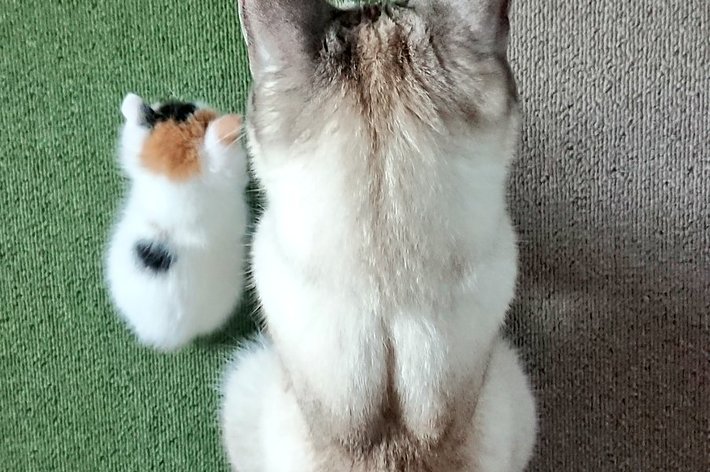 後ろから見たシャム猫と小さなぬいぐるみが並んで座っています。