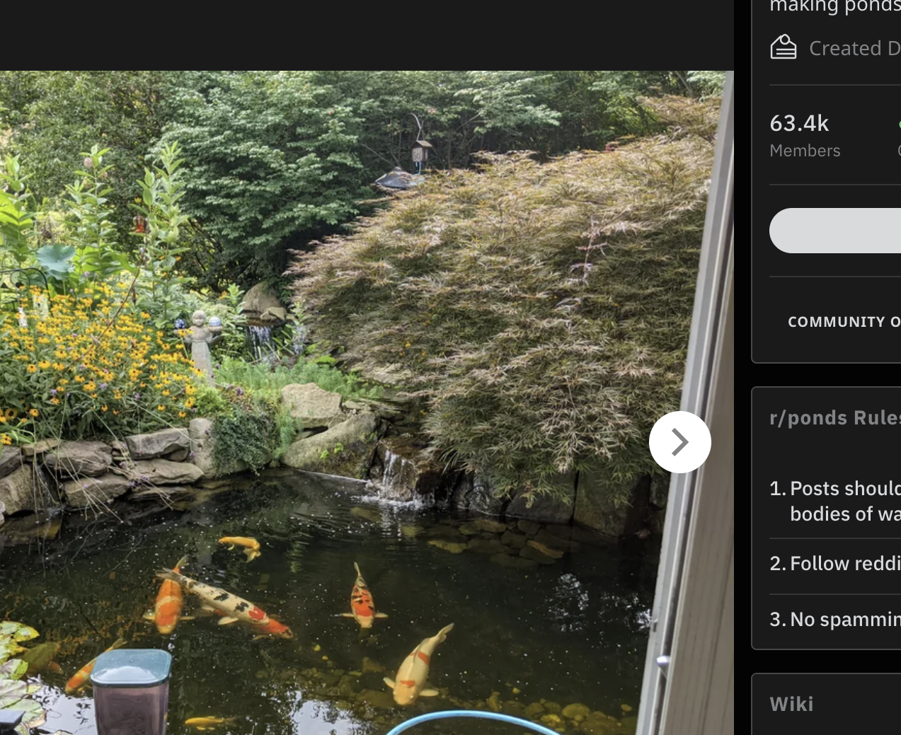 Grandma&#x27;s lush pond with koi fish and surrounding greenery, viewed from above