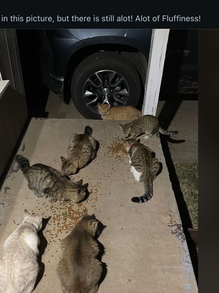 Five cats congregated on a doorstep, with a comment about their cuteness