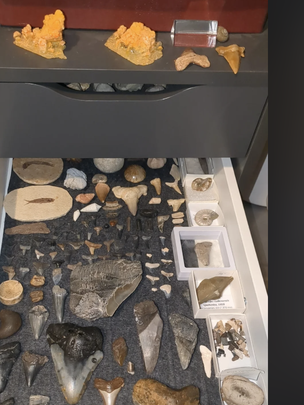 Photo of a varied fossil and mineral collection displayed on a table