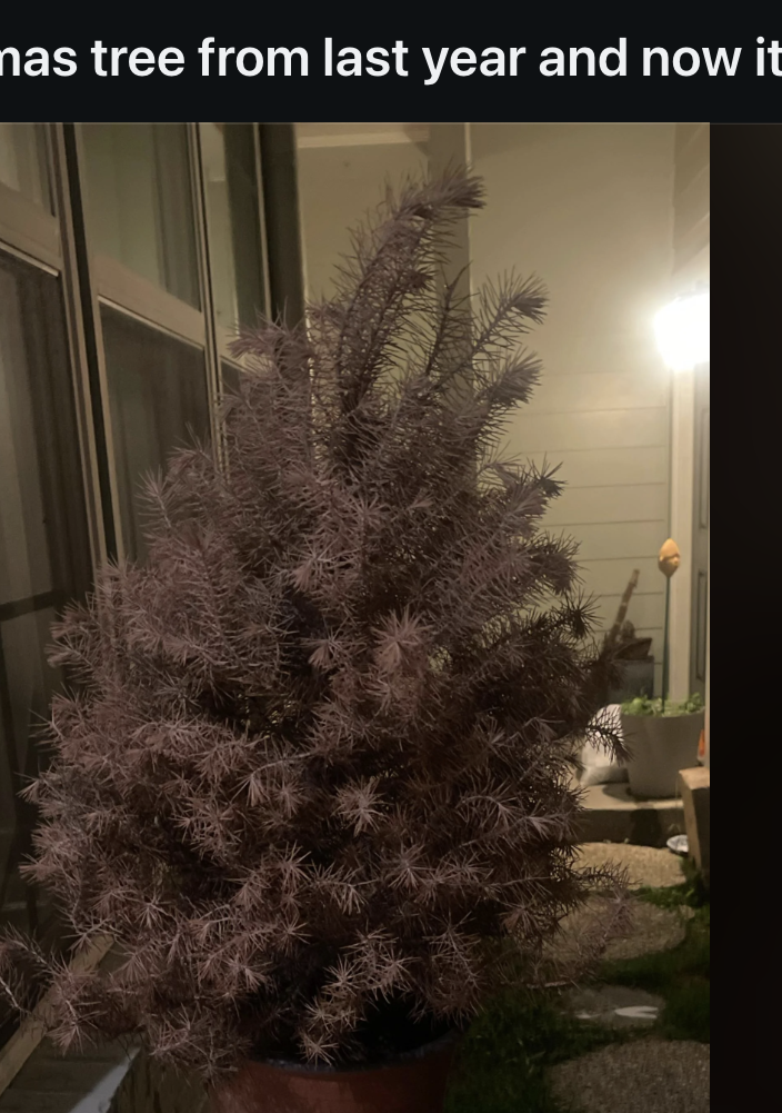 Person looking at a large indoor plant where a Christmas tree once stood