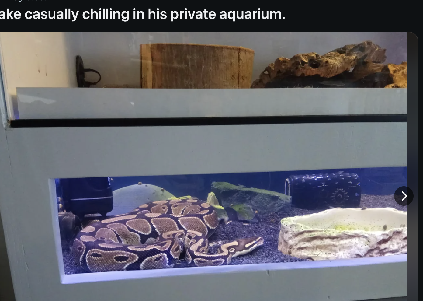 Snake resting in an aquarium with decor, viewed through a Reddit post on a computer screen