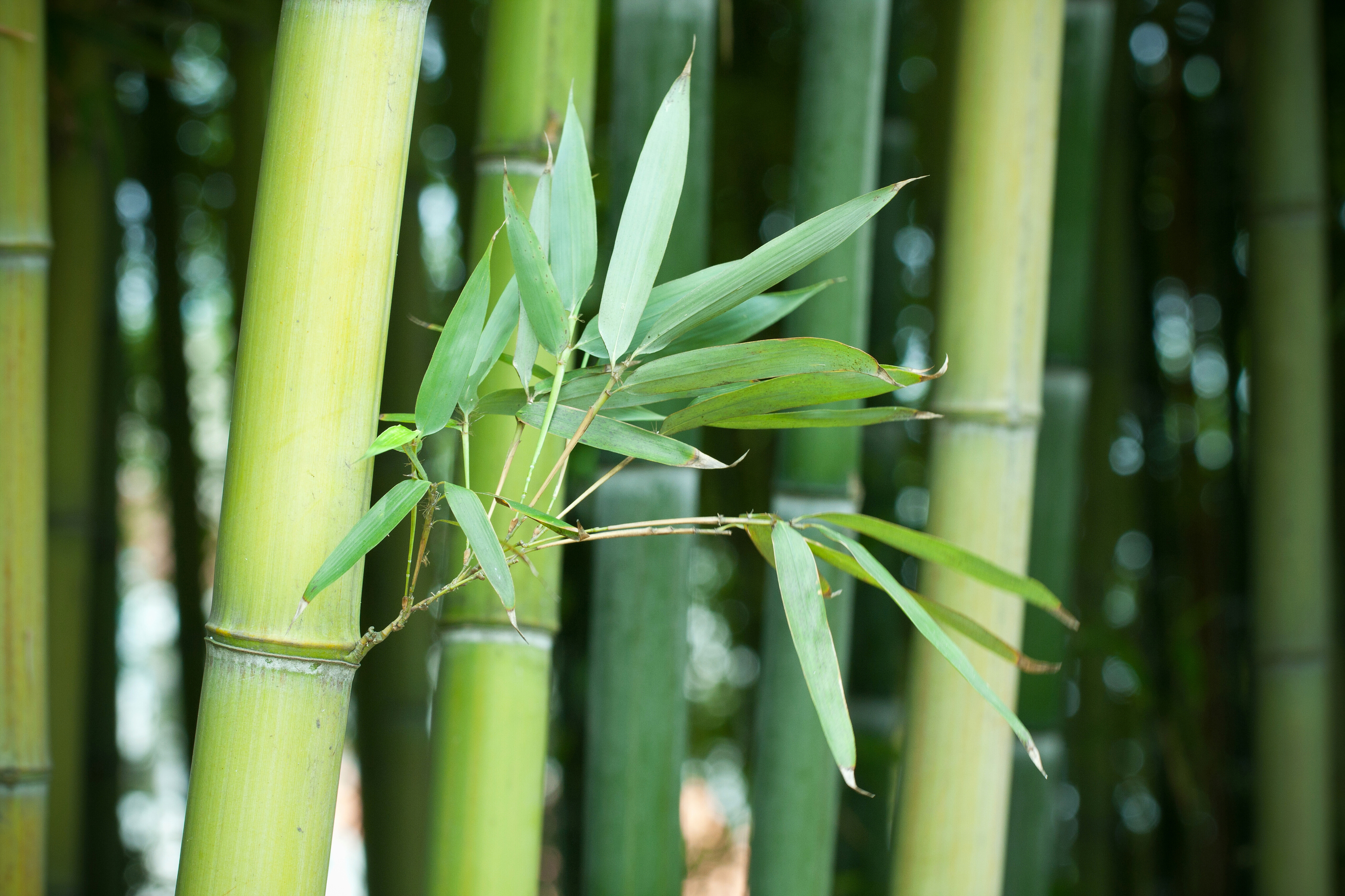 Close-up of bamboo stalks with green leaves