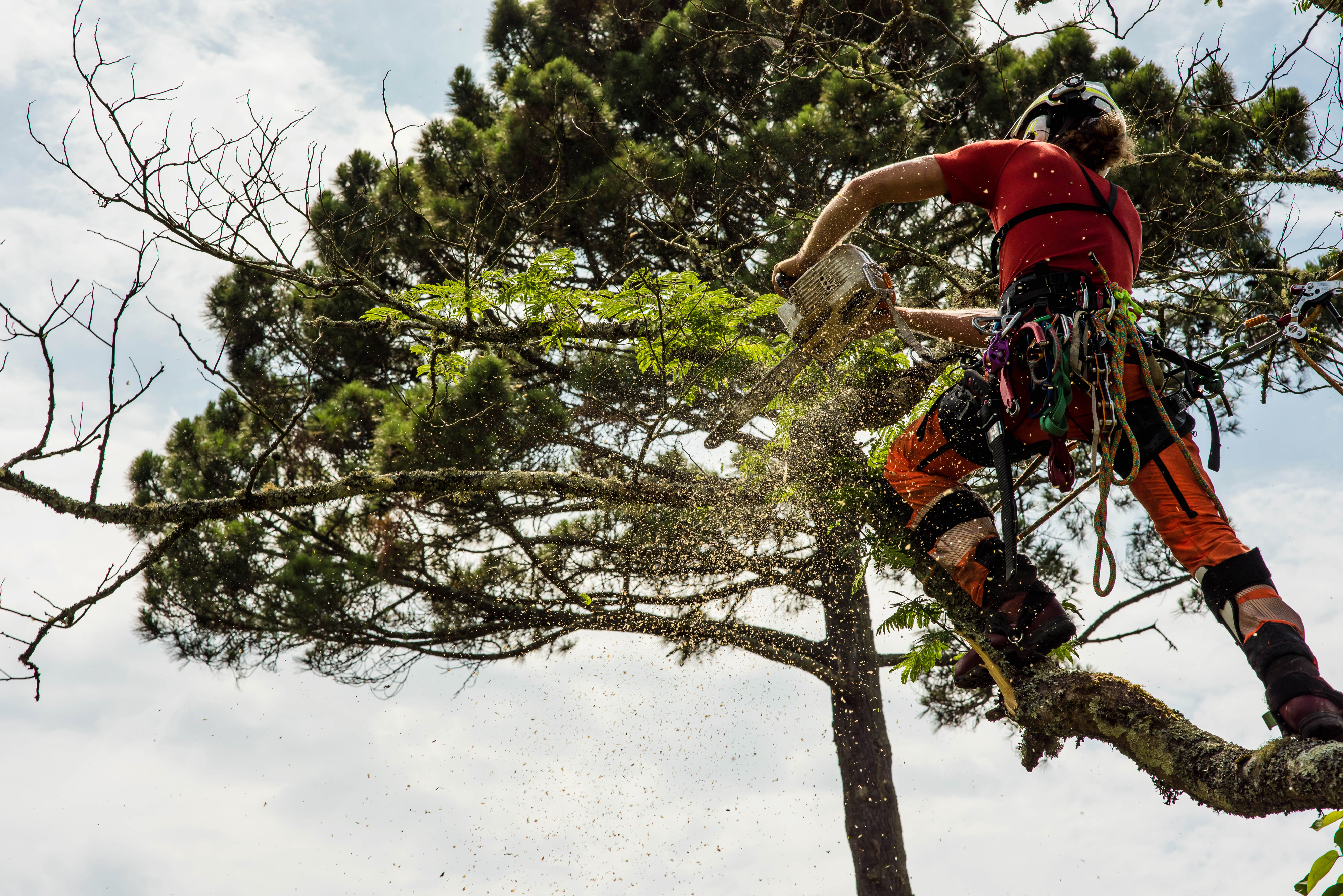 Person in climbing gear using a chainsaw to trim a tree branch at a significant height, with safety ropes securing them