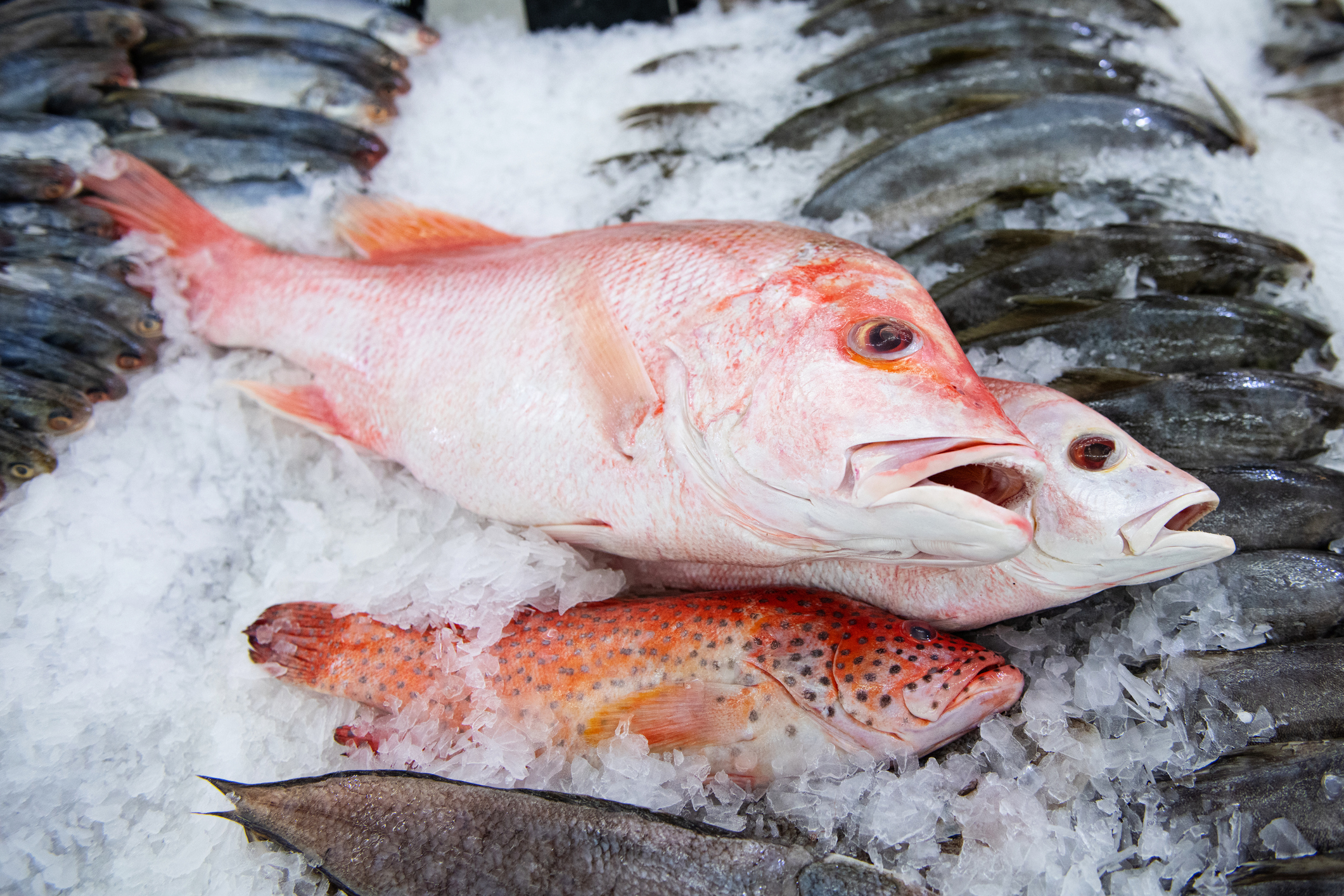 A variety of fish are on display on ice, including a large red snapper, smaller red-spotted fish, and several smaller dark fish