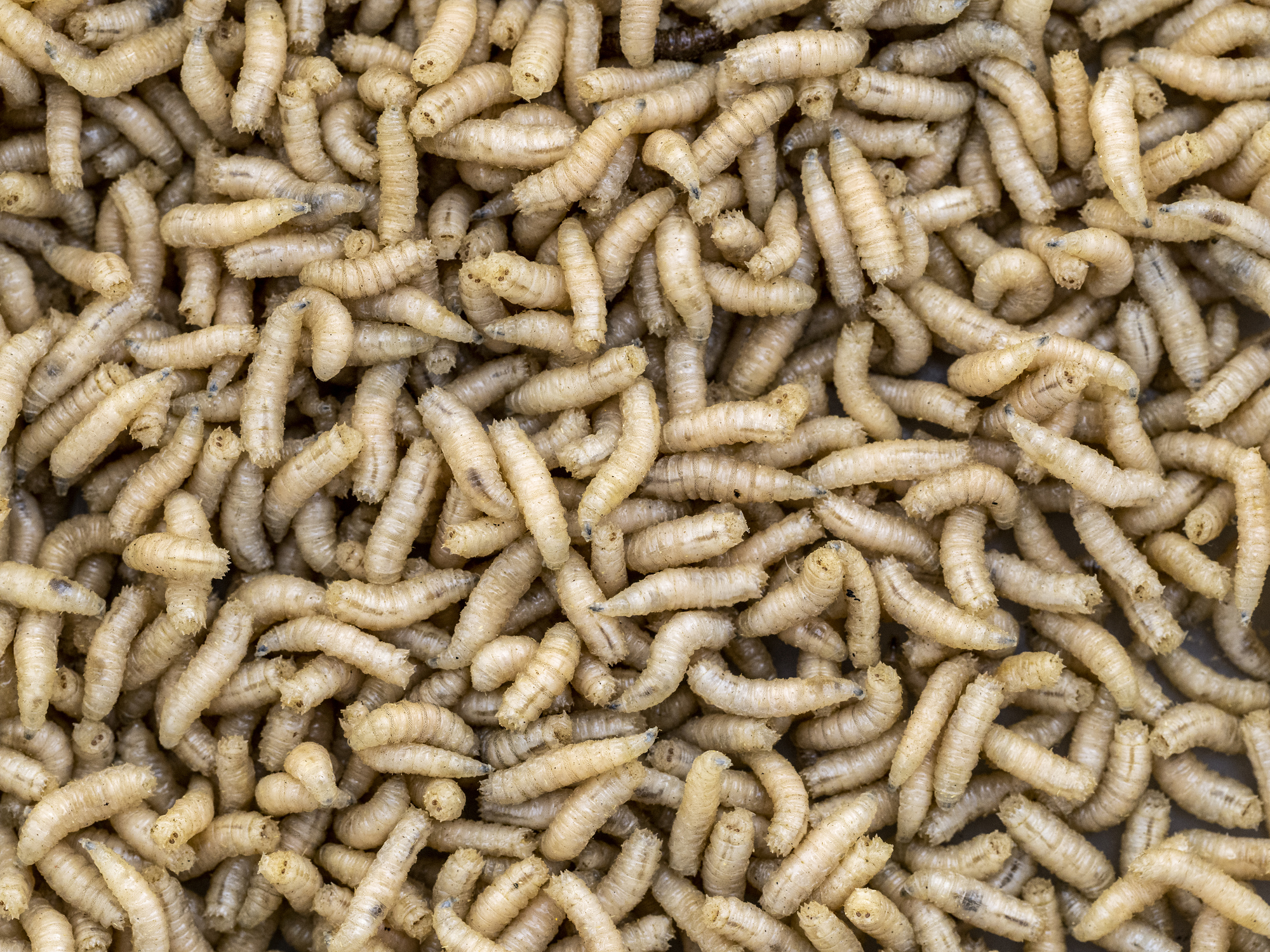 A large close-up of many maggots wriggling together