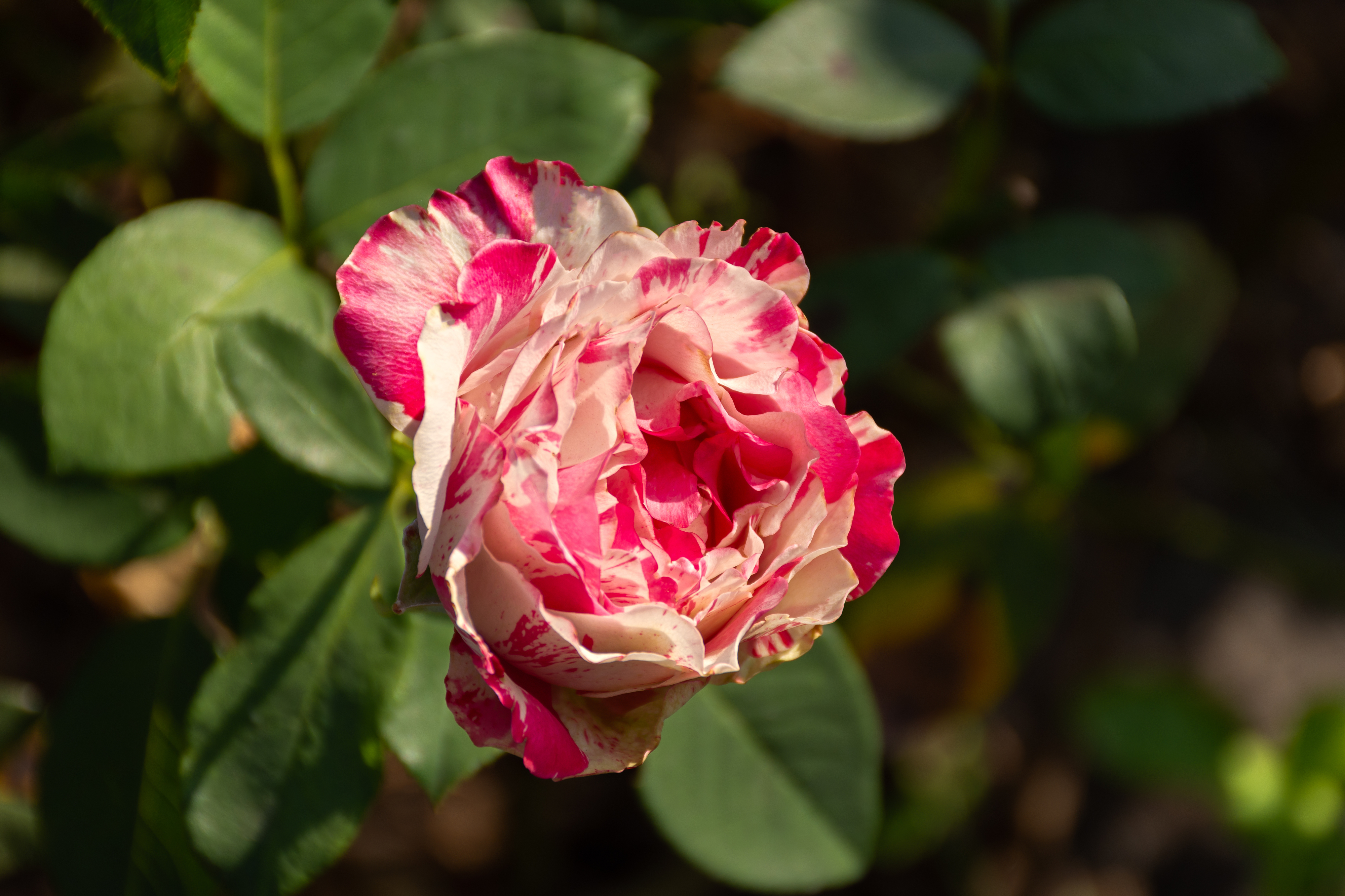 A single blooming rose in a garden. The petals are delicately layered, creating a soft and lush appearance