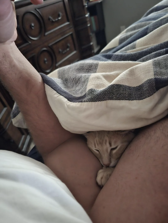 Cat sleeping under a blanket, next to a person&#x27;s arm and chest