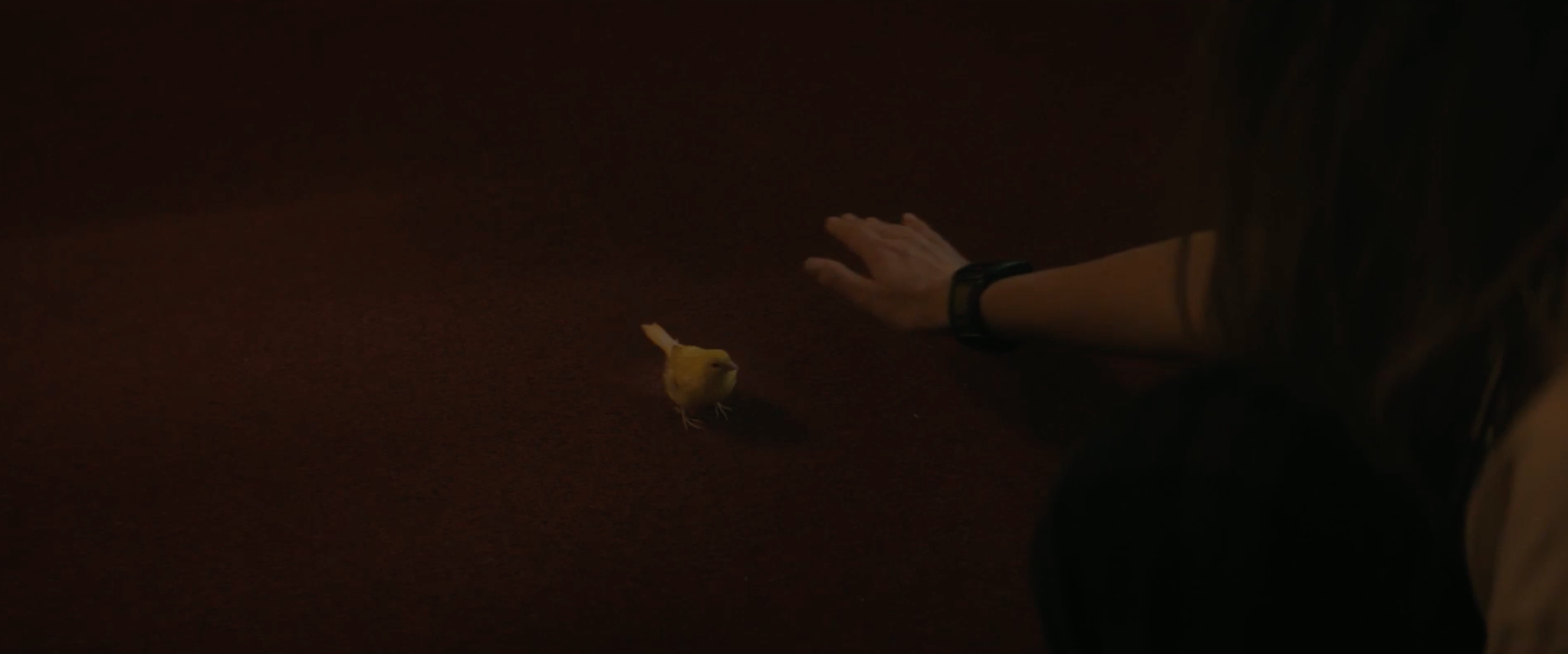 A person wearing a watch extends their arm towards a small yellow bird on the ground