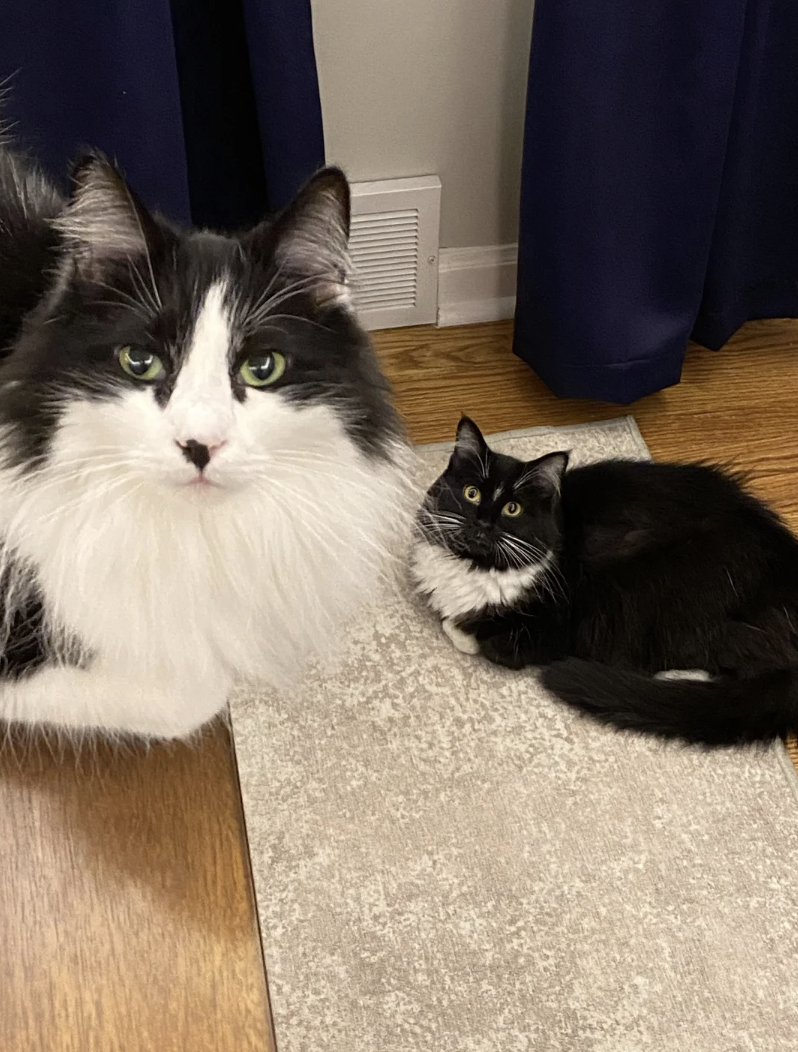 Two black and white cats, one sitting upright and one lying down, are indoors on a rug near a wall with blue curtains