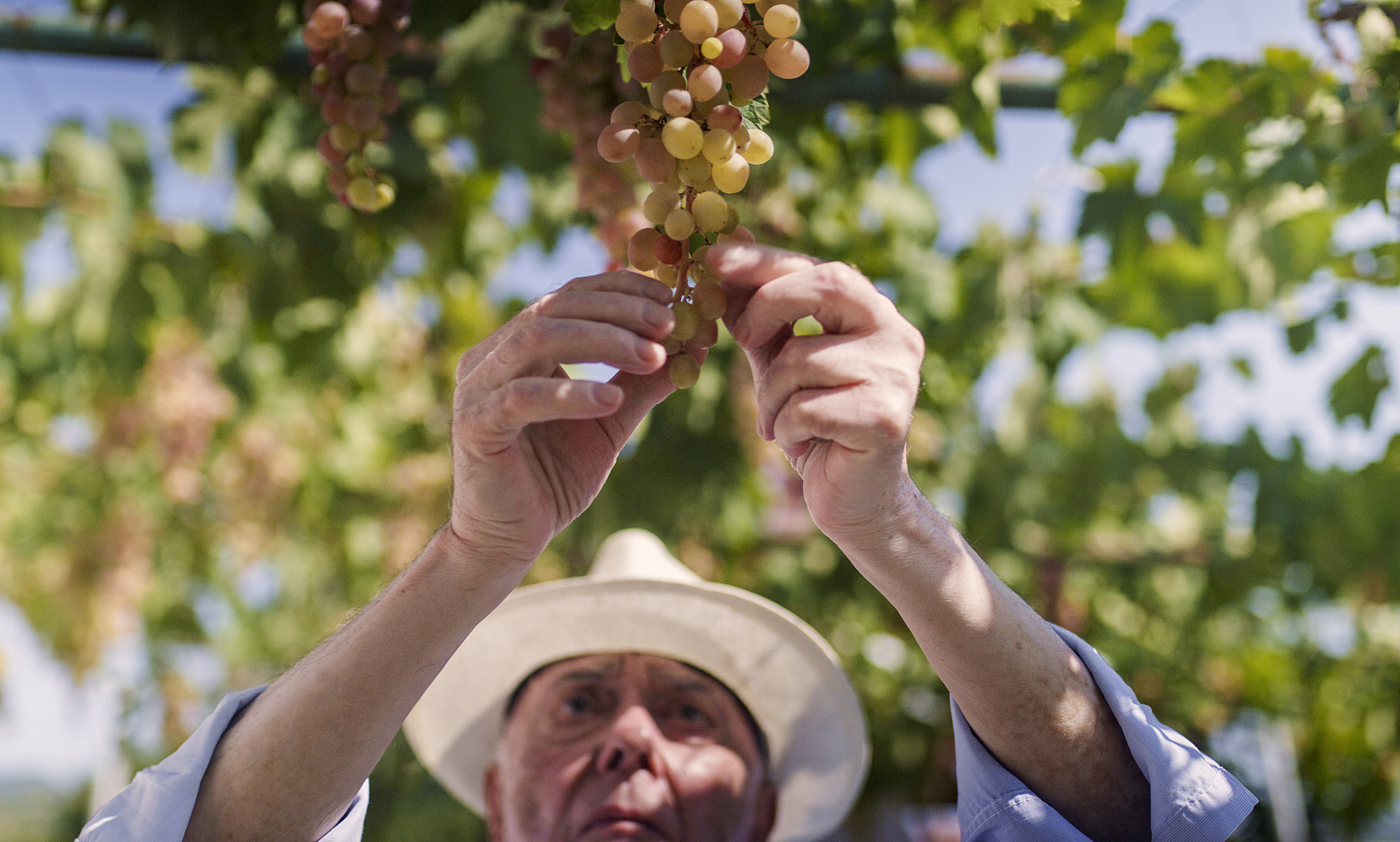 An older man in a sunhat picks a bunch of grapes from a vine. The background is filled with leafy grapevines