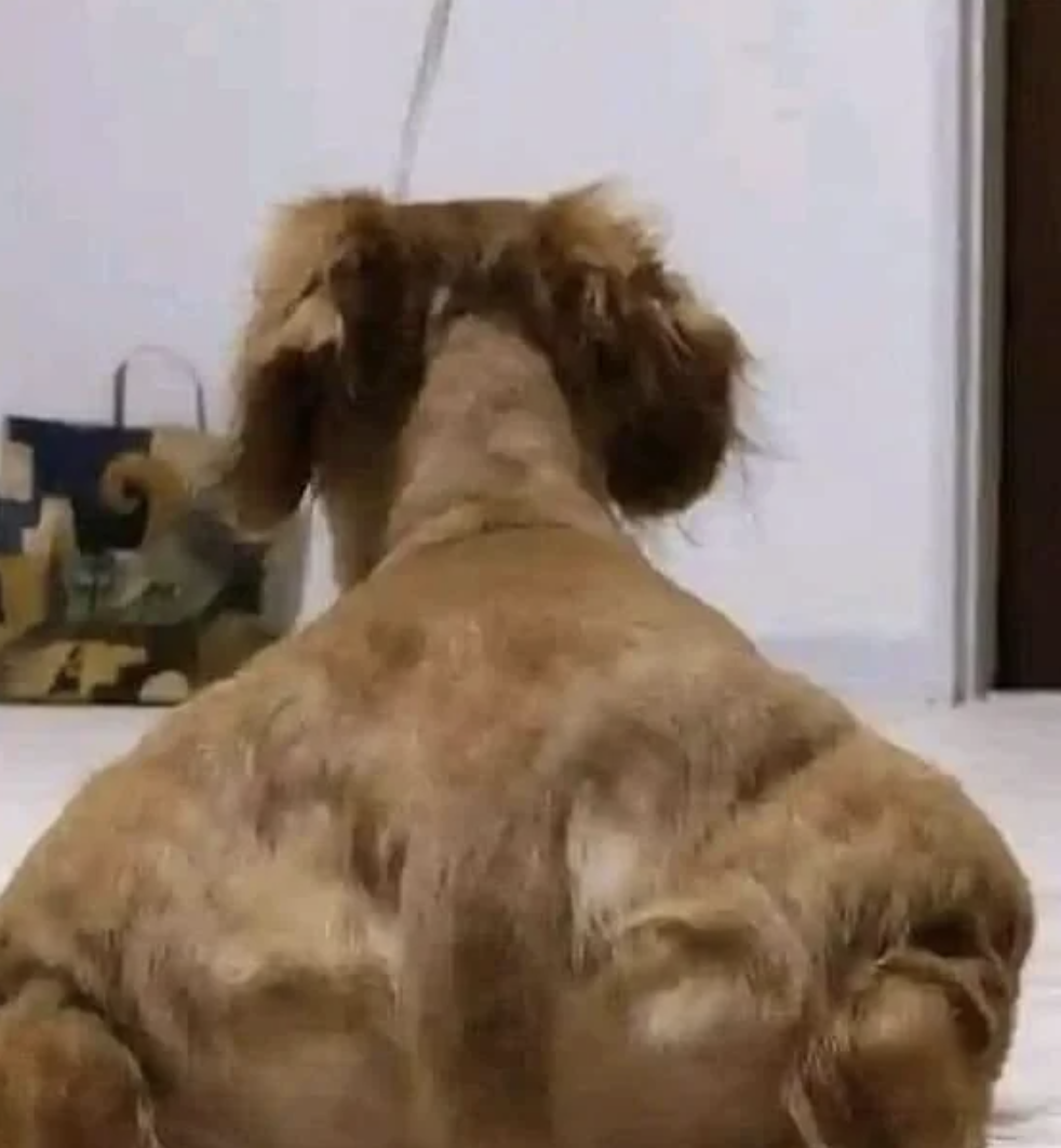 The image shows the muscular back of a dog standing indoors with its head turned away, displaying well-defined muscles. A bag is seen in the background