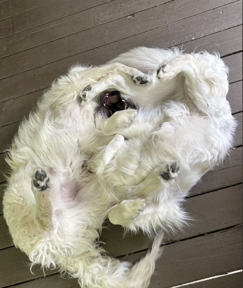 A white fluffy dog is lying on its back, playfully showing its belly and paws, on a wooden floor