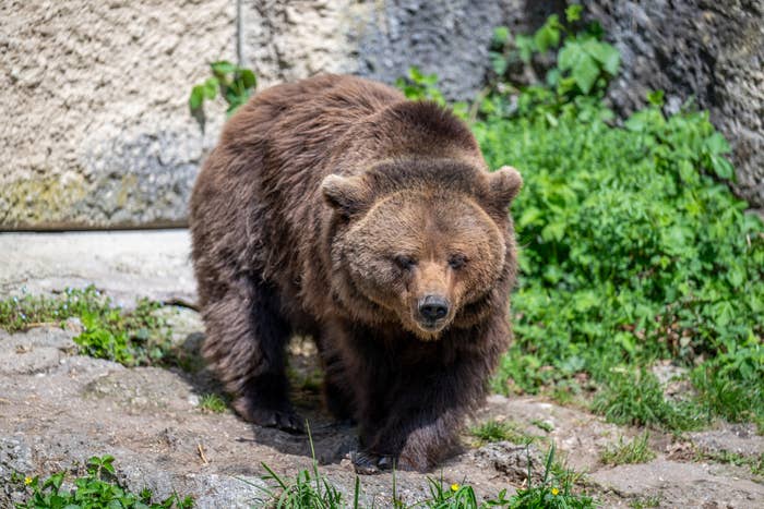 A brown bear walking on rocky ground with greenery and stone structures in the background