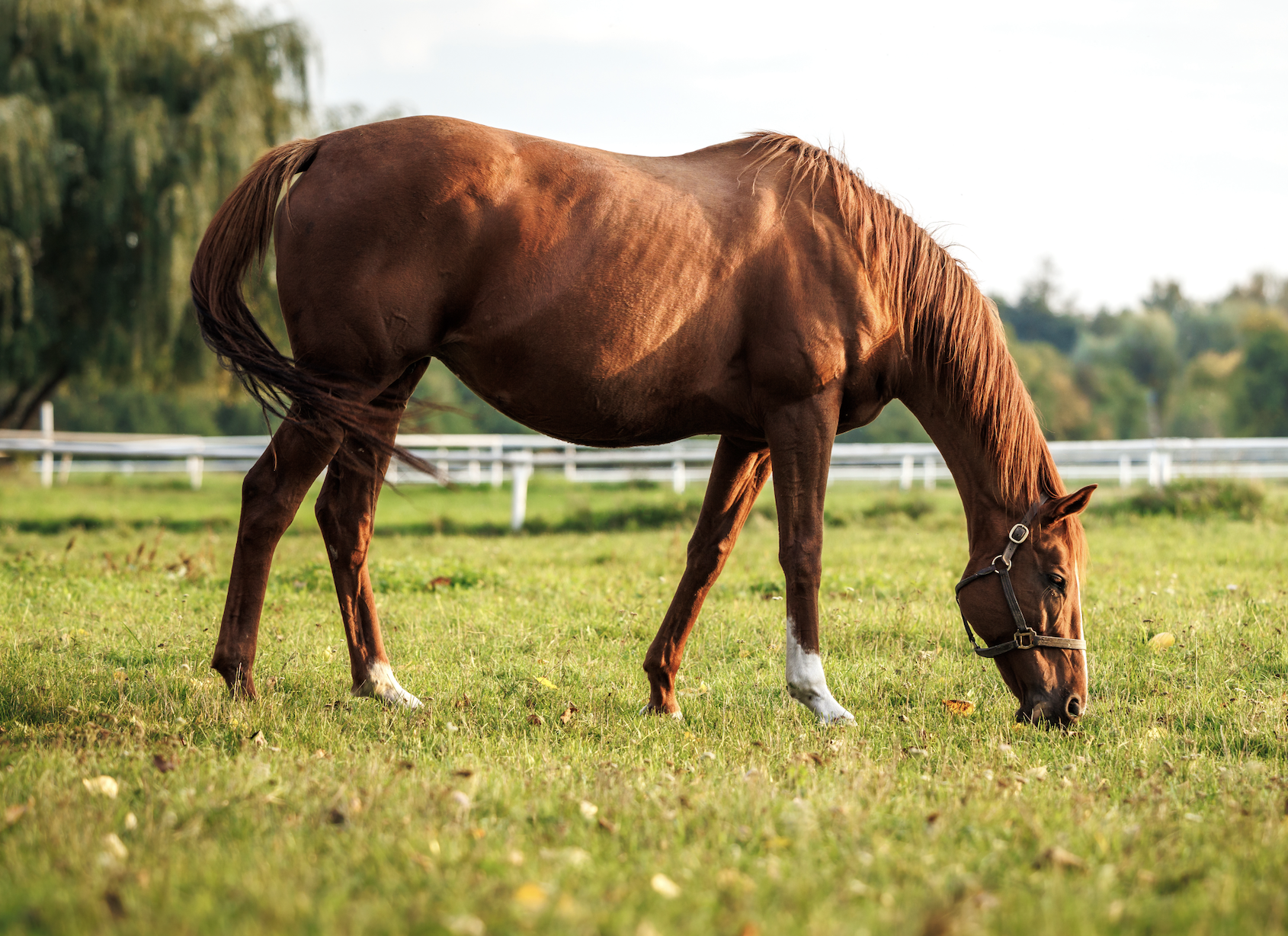 A horse grazes in a grassy field enclosed by a white fence, with trees and a cloudy sky in the background