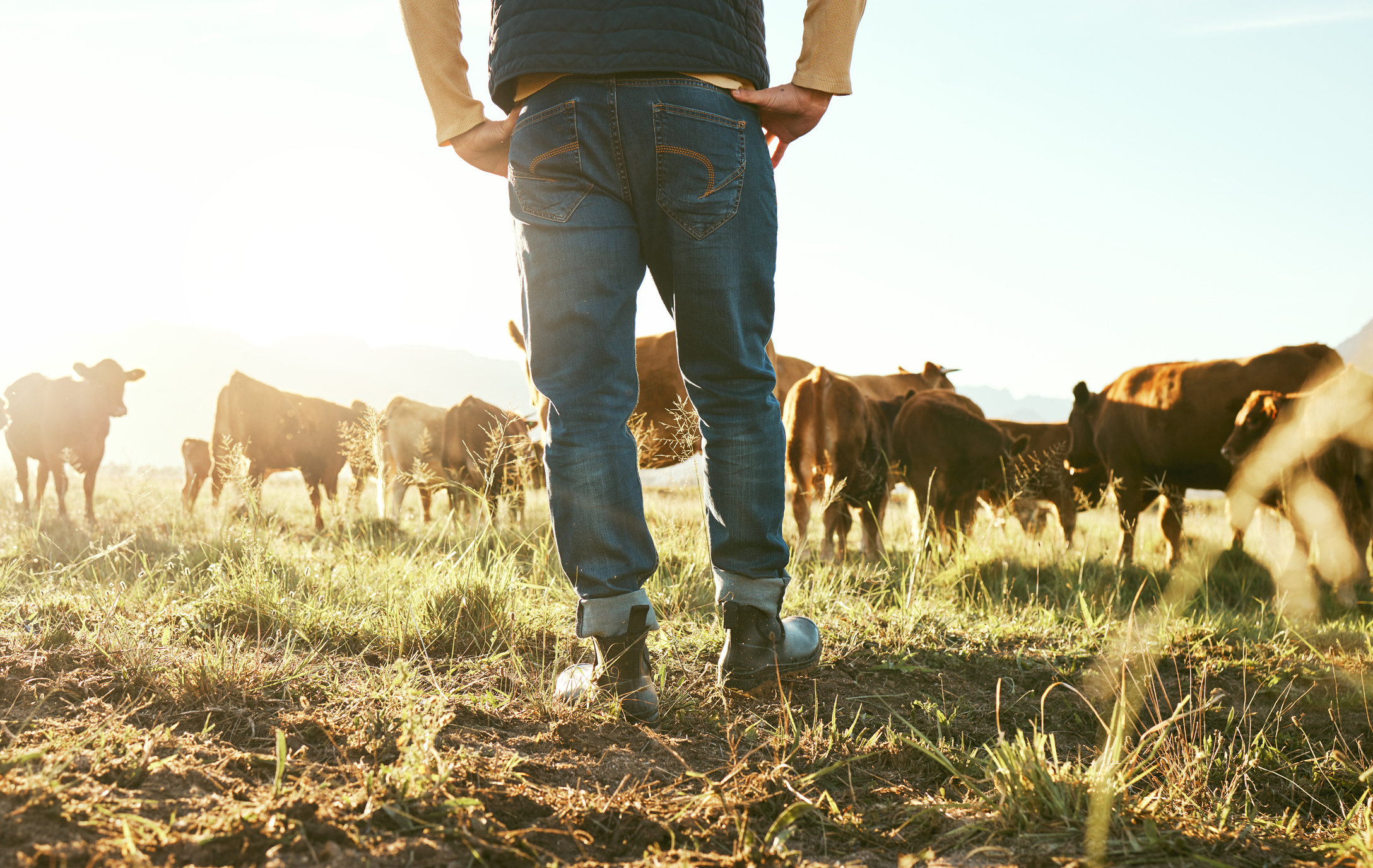 A person in jeans and boots stands in a field, facing a herd of cows grazing in the background. The setting appears to be rural with natural light