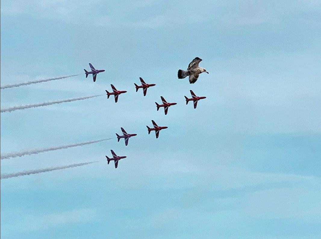 An eagle flies in a V-formation with seven red jets trailing smoke, creating a striking and unusual aerial scene