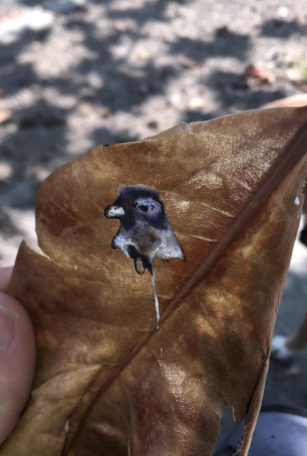 A hand holds a dried leaf with a bird-shaped stain in the center