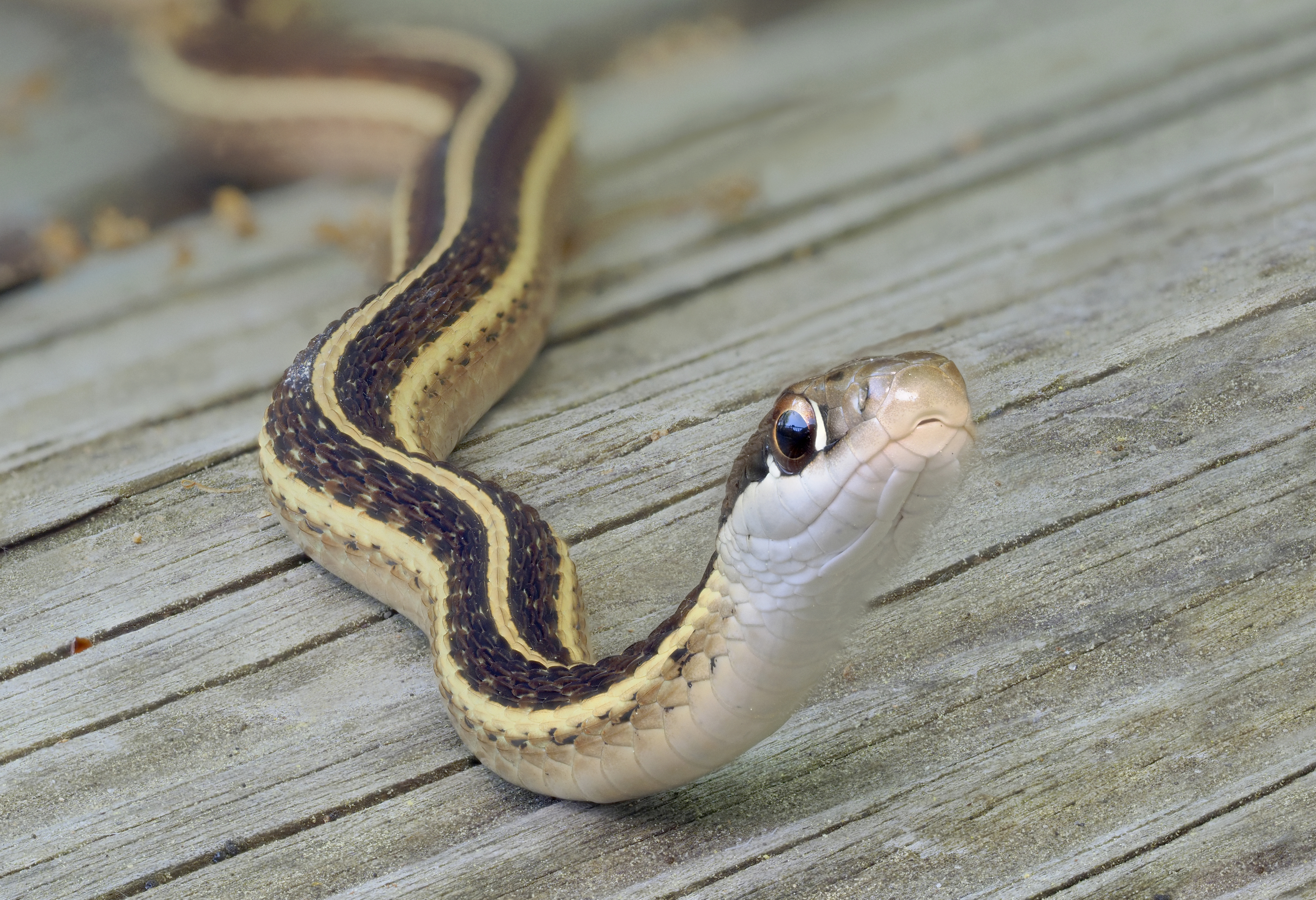 A close-up of a garter snake slithering on a wooden surface, showcasing its head and distinctive striped pattern along its body