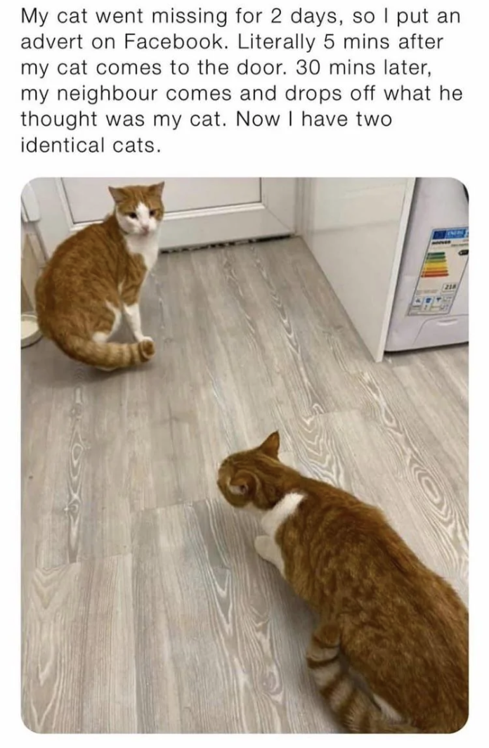 Two identical orange and white cats in a kitchen. The caption above explains that one was found after an ad was posted, leading to the discovery of a second lookalike cat
