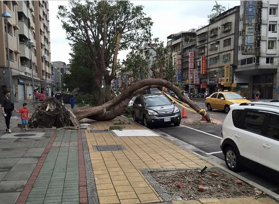 A large tree has fallen across a street, crushing cars and blocking both the sidewalk and the road in a city area. People are standing nearby, observing the scene