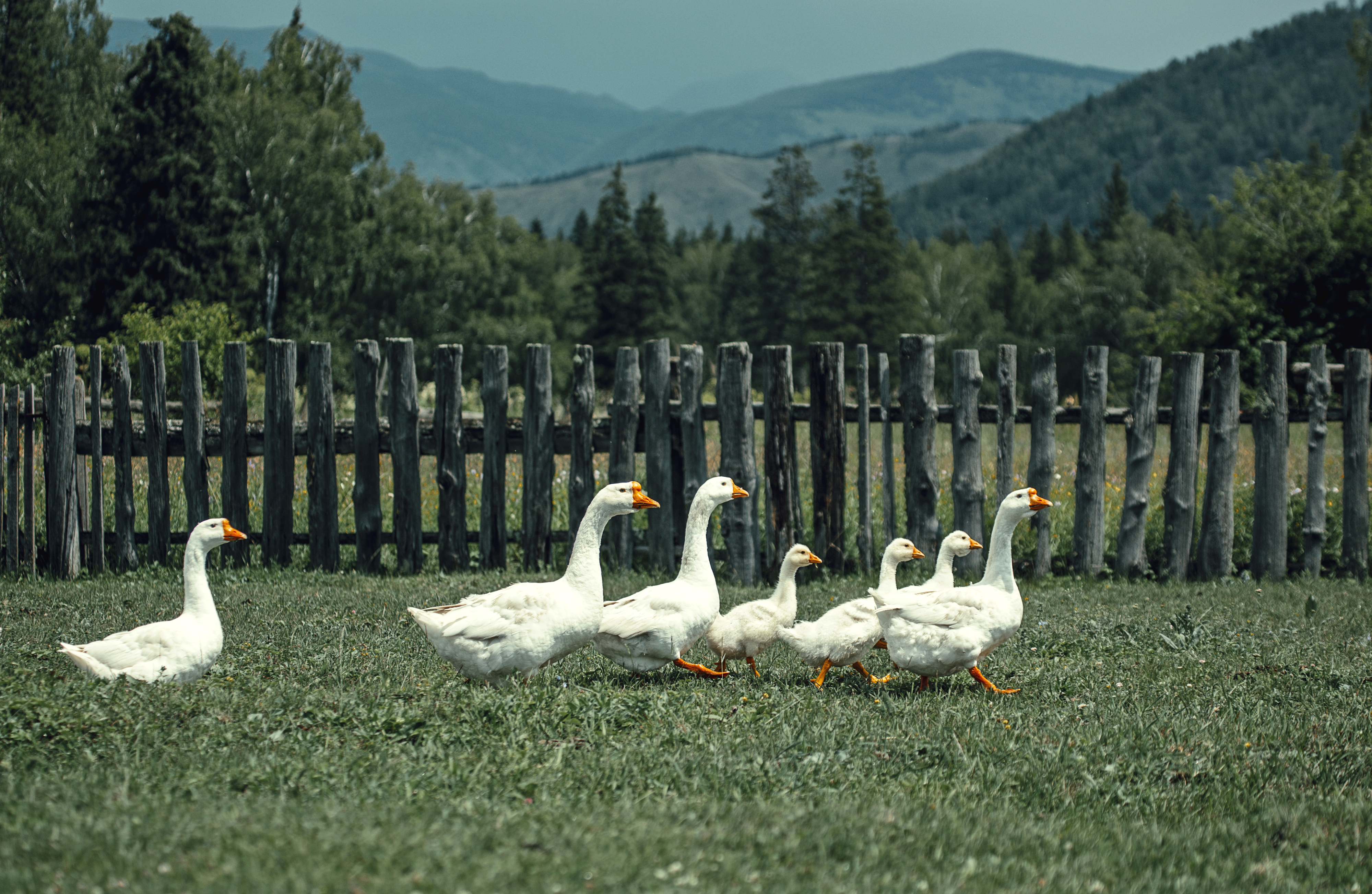 Seven geese walking in a grassy field with mountains and a wooden fence in the background