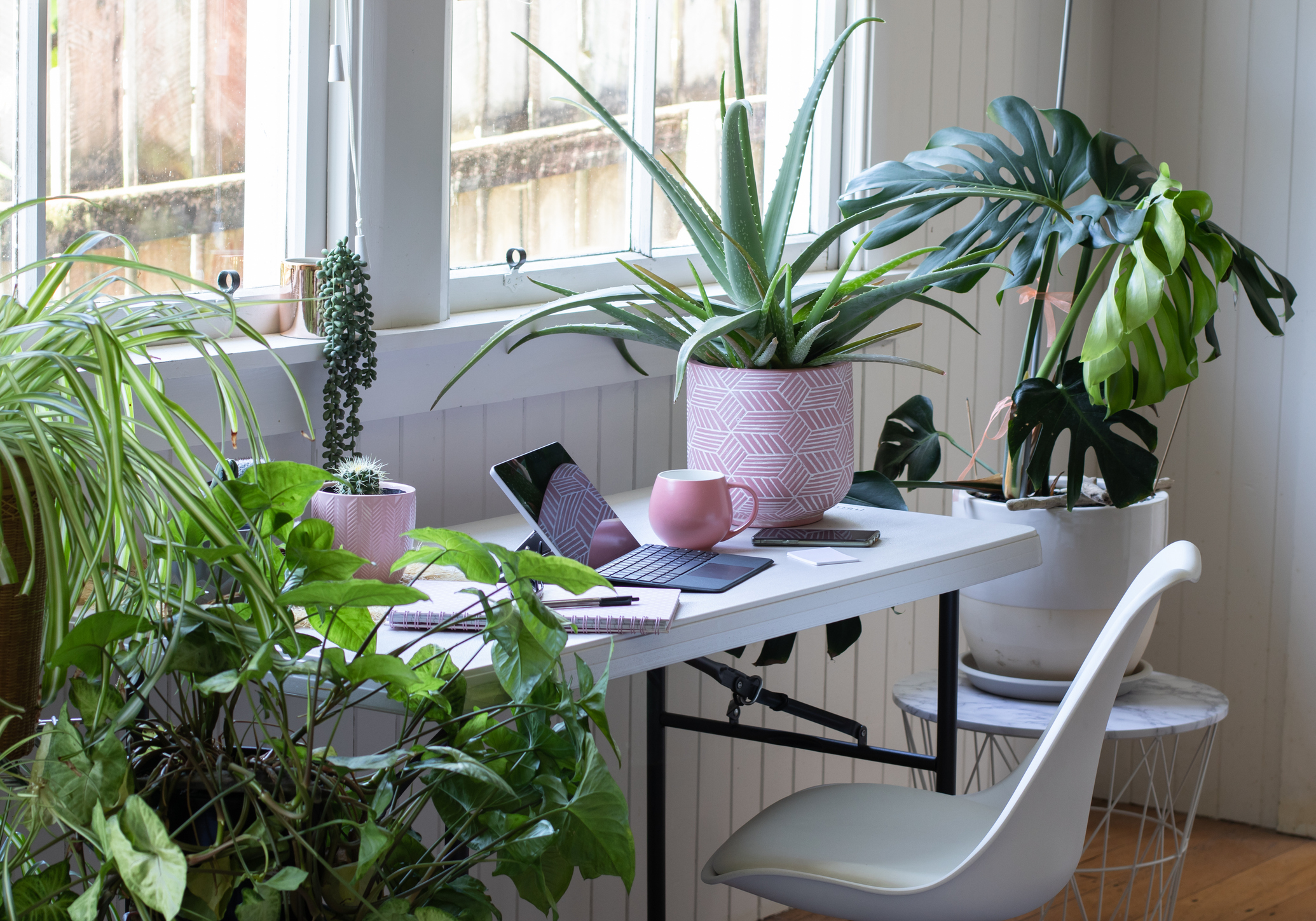 A neat desk setup with a laptop, notebook, pen, and a pink mug, surrounded by various houseplants on and around the desk, by a window