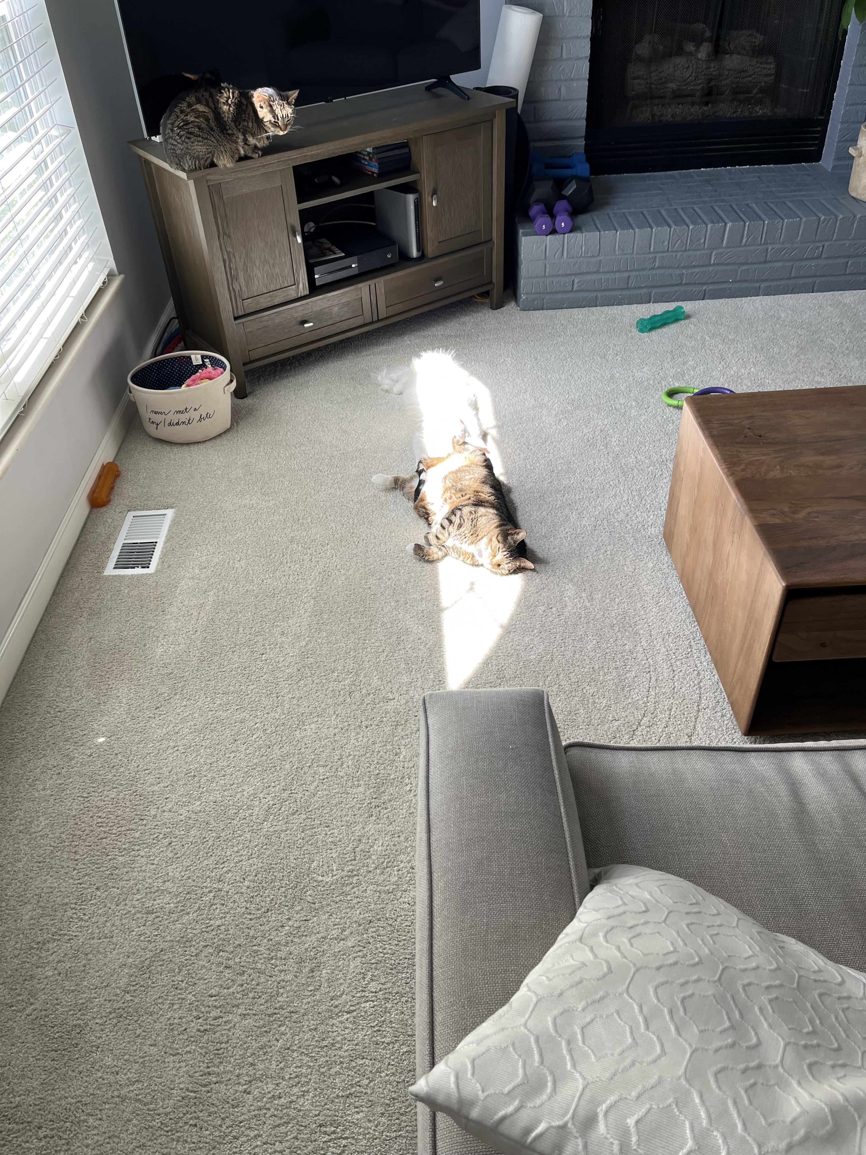 Two cats lounging in a living room, one on an entertainment center and another lying in a sunbeam on the carpet. Surrounding toys, furniture, and a fireplace are visible