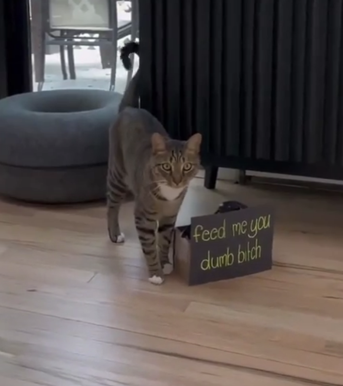 A cat walks indoors next to a small sign that reads, &quot;feed me you dumb bitch.&quot;