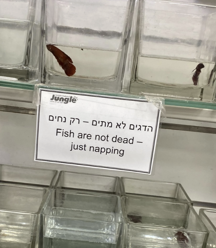 Fish in tanks with a sign that reads: &quot;Fish are not dead – just napping.&quot;