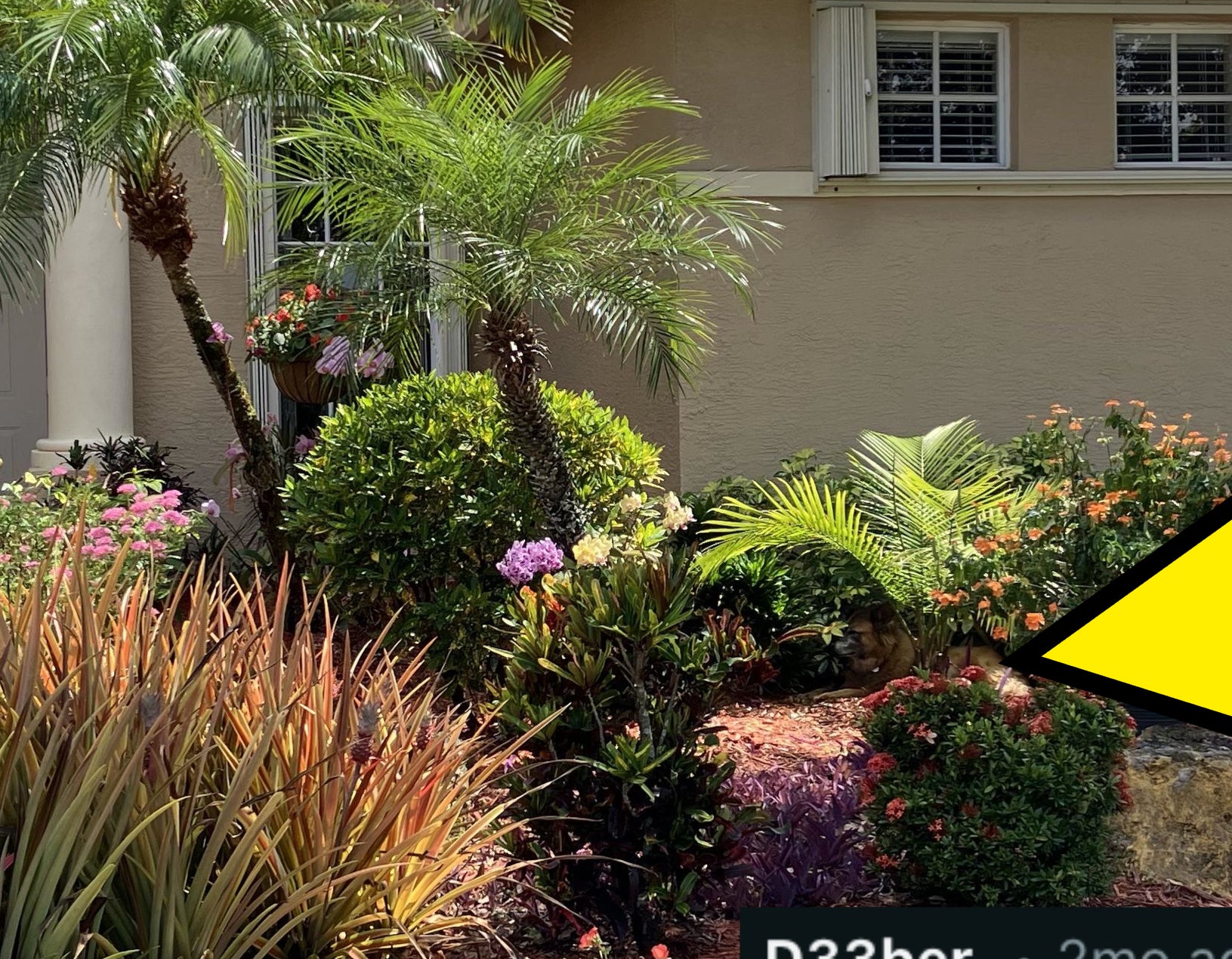 A well-maintained house with a tile roof and lush garden featuring various flowers, plants, and a small palm tree in the front yard on a sunny day