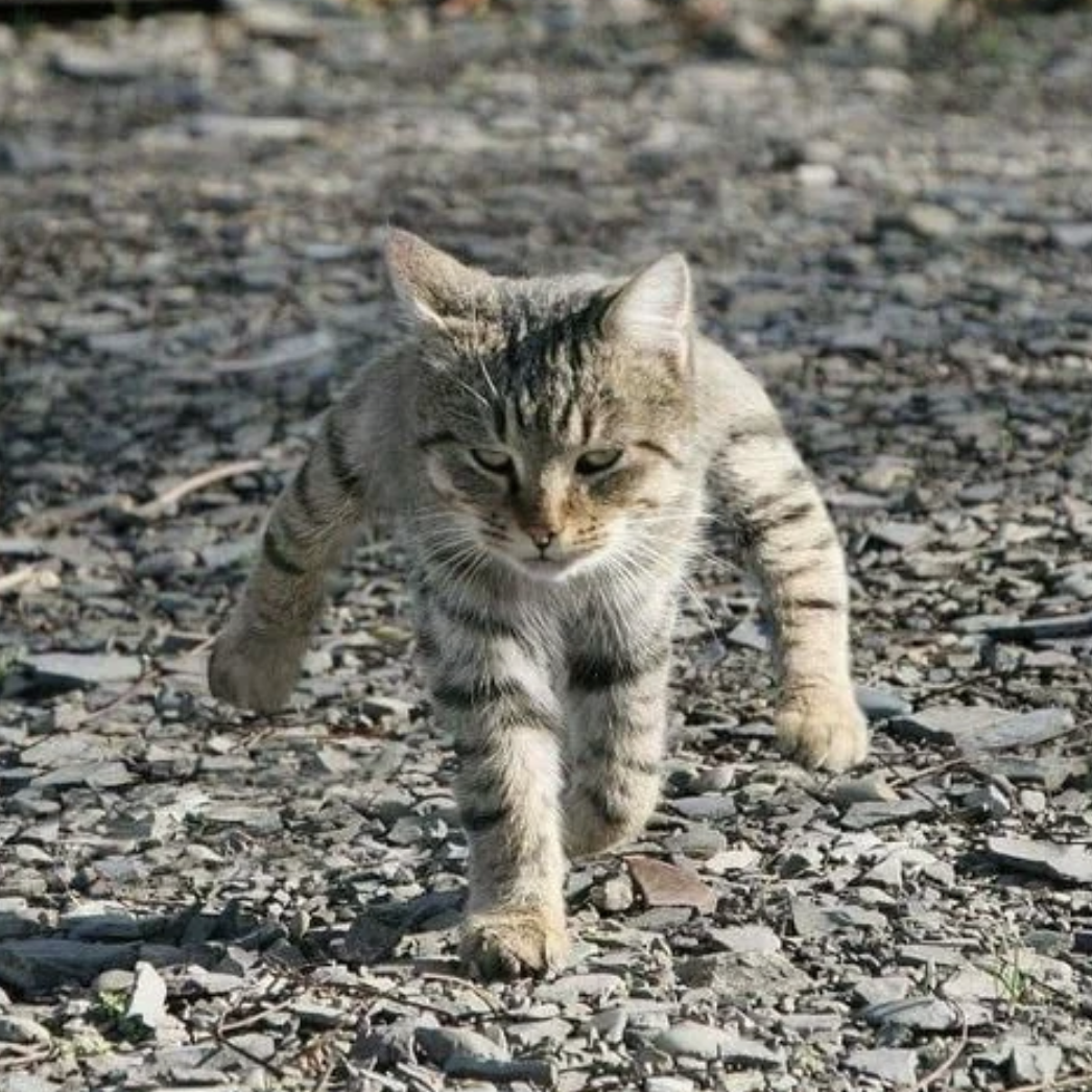 A determined-looking tabby cat walks on a gravel path, appearing focused and intent on its destination