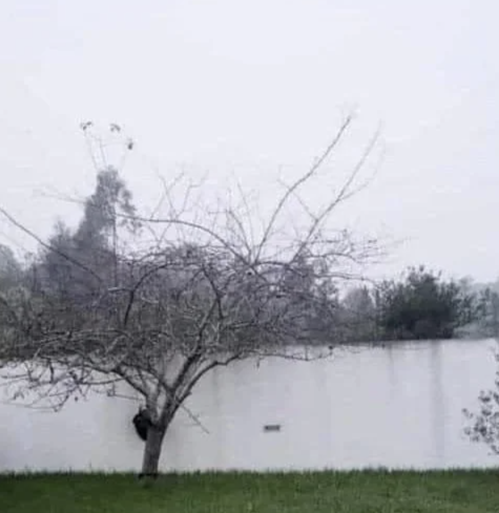 A tree with bare branches stands in a grassy area near a white wall. There appears to be a black cat climbing the tree