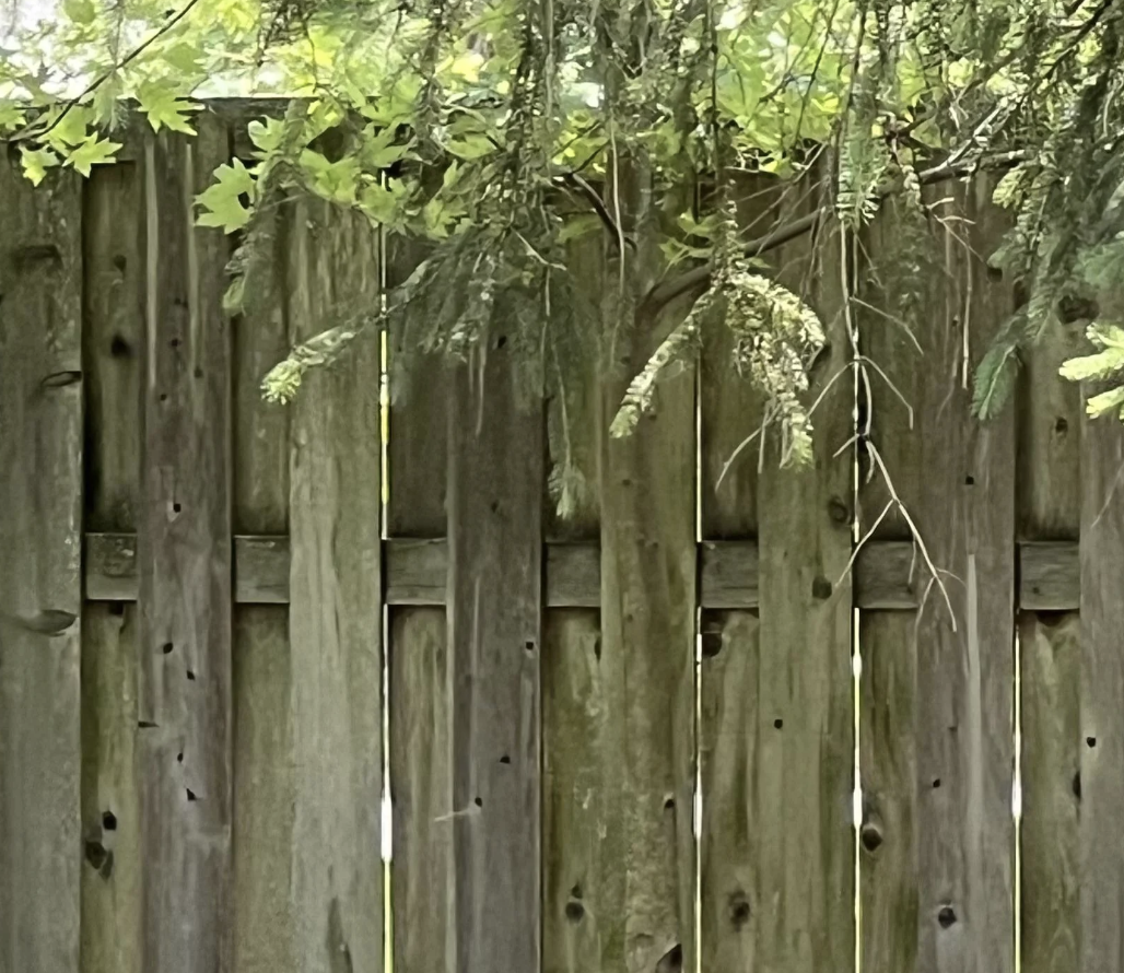 A close-up view of a weathered wooden fence with green foliage hanging over the top