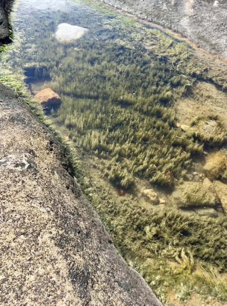 A clear, shallow pool of water surrounded by rocks, with undergrowth and some stones visible below the water&#x27;s surface