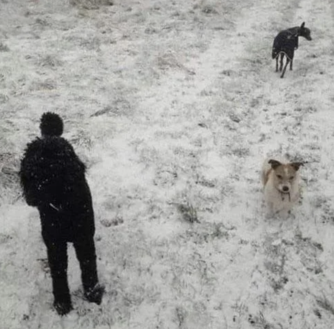 Three dogs walking in the snow-covered field; one black, one light-colored, and one gray with a coat