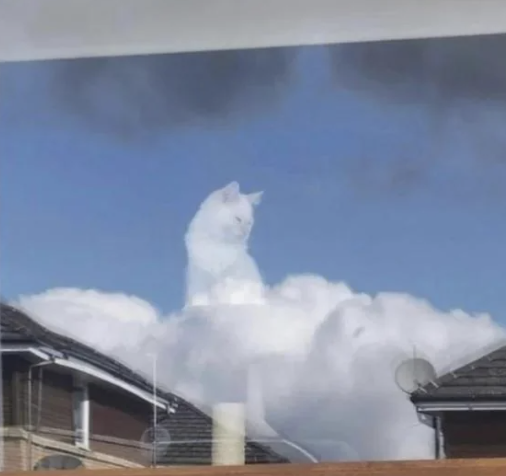 A large fluffy white cat appears to be sitting in the clouds above houses, creating an illusion of a giant cat in the sky