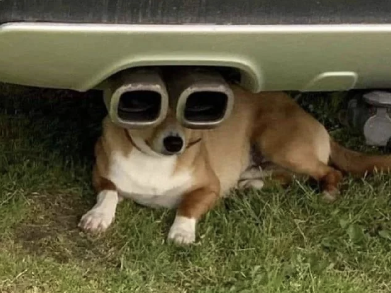 Corgi dog lying under a car with its eyes humorously aligned with the car&#x27;s dual exhaust pipes, making it look like it&#x27;s wearing binoculars