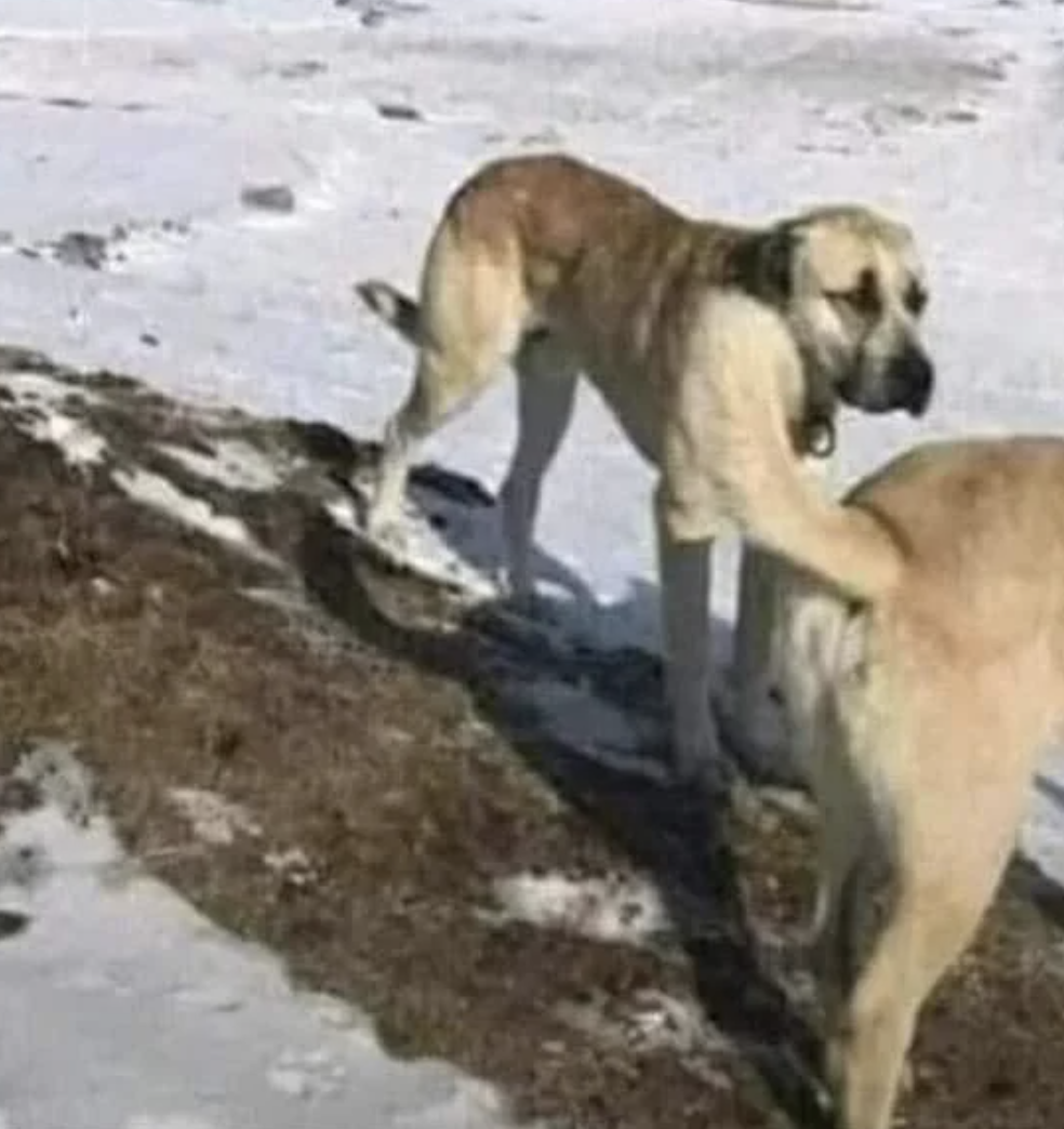 Two large dogs stand on snow and dirt, one resting its front paw on the other&#x27;s back. No humans or text are visible in the image