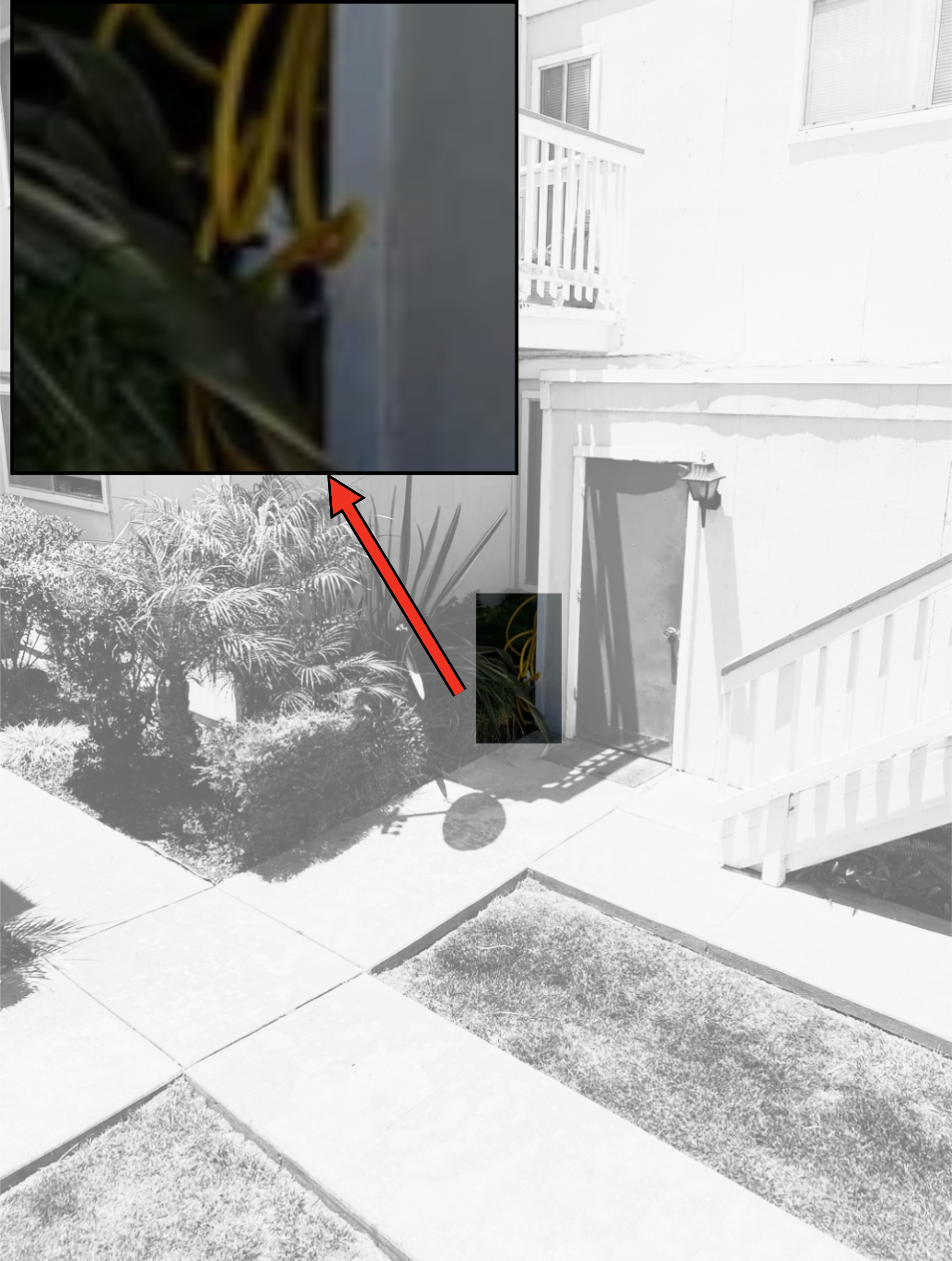 Image of a snake partially visible behind a structural column near a residential building&#x27;s entrance. Enlarged inset shows a close-up of the snake. No people present