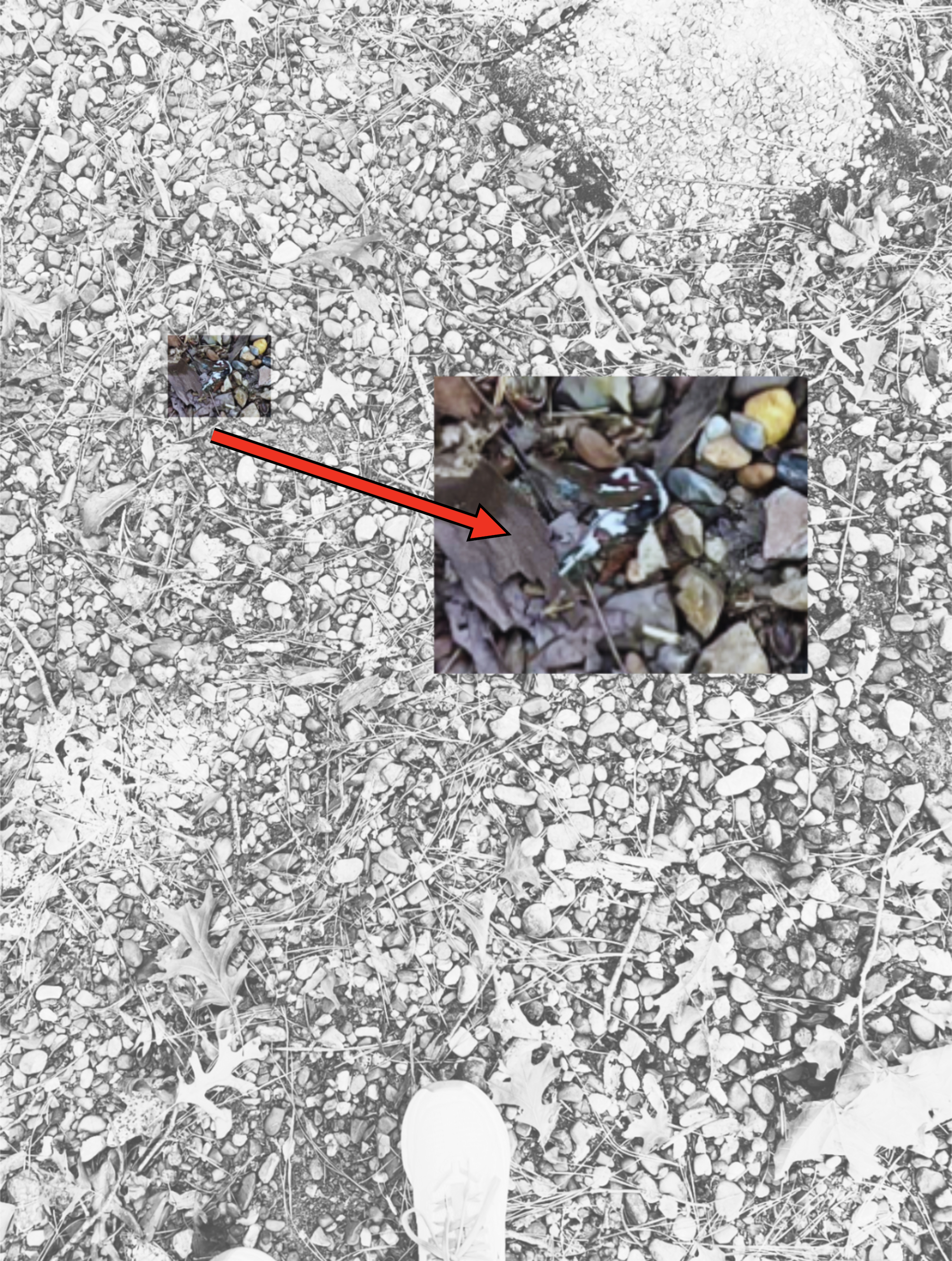 Close-up of various small rocks and leaves on the ground with part of a white shoe visible at the bottom of the image