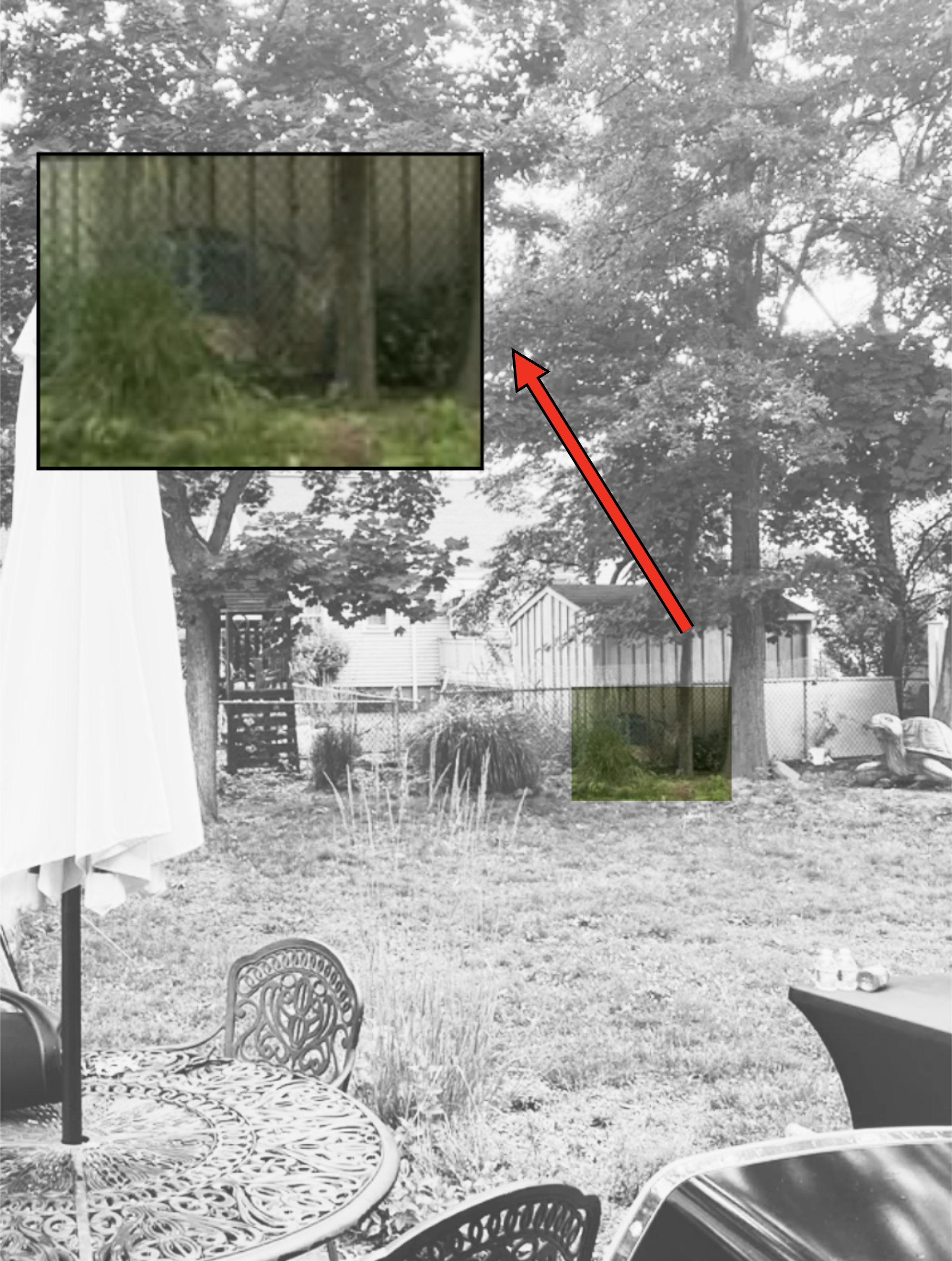 A backyard scene with furniture and trees. The inset shows a zoomed-in part of the yard with a sleeping lion near a fence