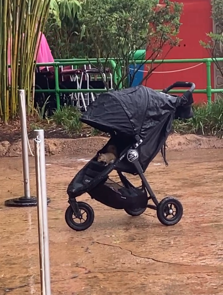 A small brown animal, possibly a monkey, sits in a closed baby stroller in a park with green and red structures in the background