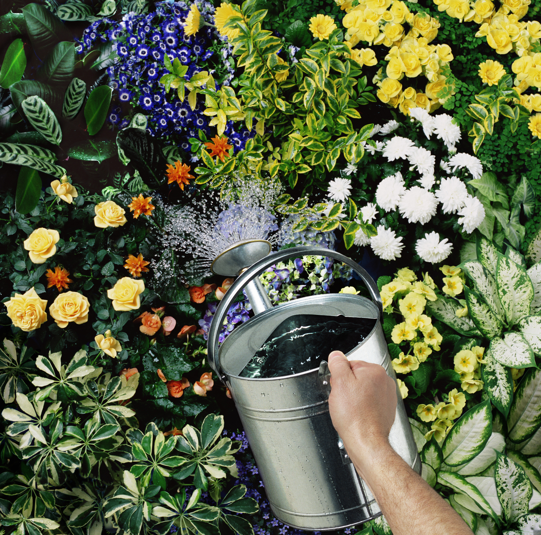 A hand waters a diverse and vibrant garden filled with blooming flowers, including roses, daisies, and various other flowers. Various green foliage fills the background