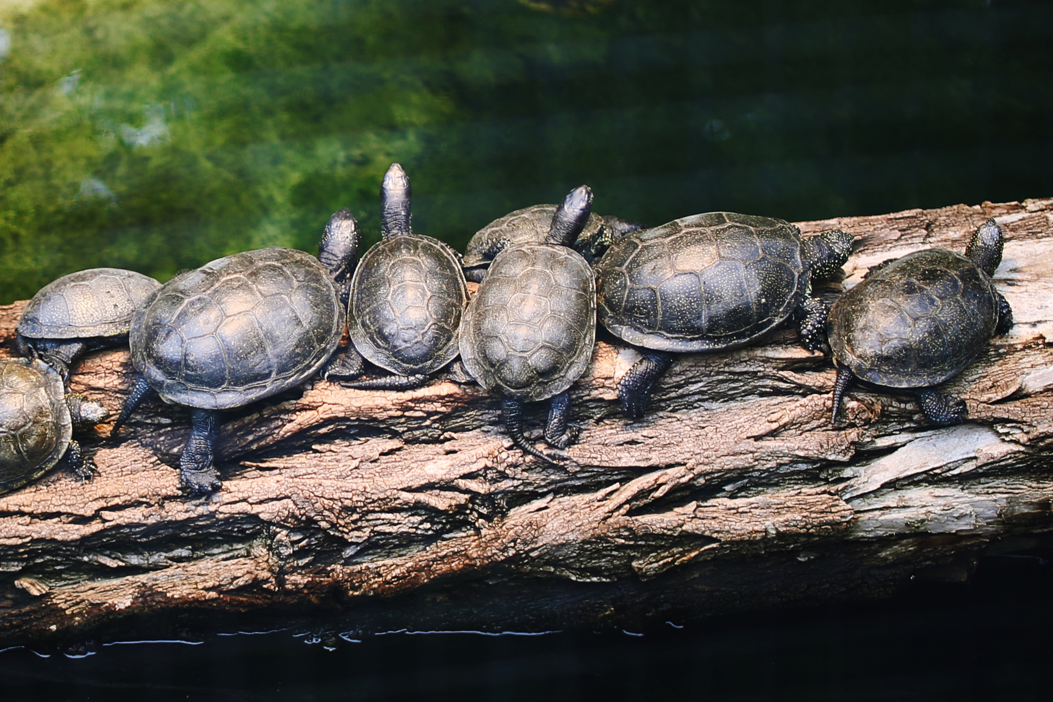 Seven turtles rest on a log in a natural aquatic environment