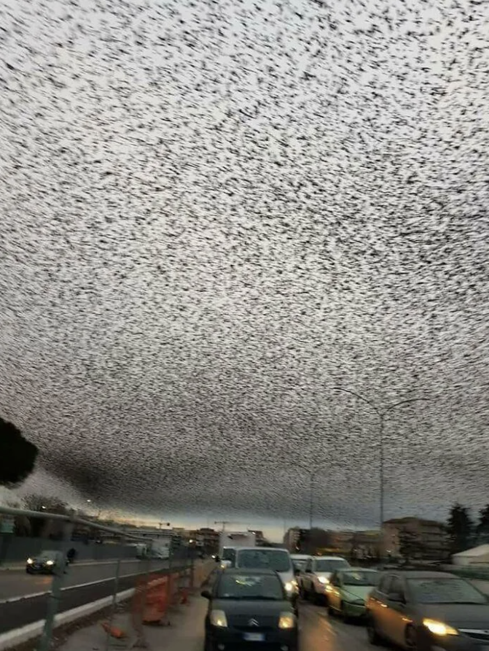 A massive flock of birds fills the sky over a busy road, causing a mesmerizing and dense pattern overhead while cars move below